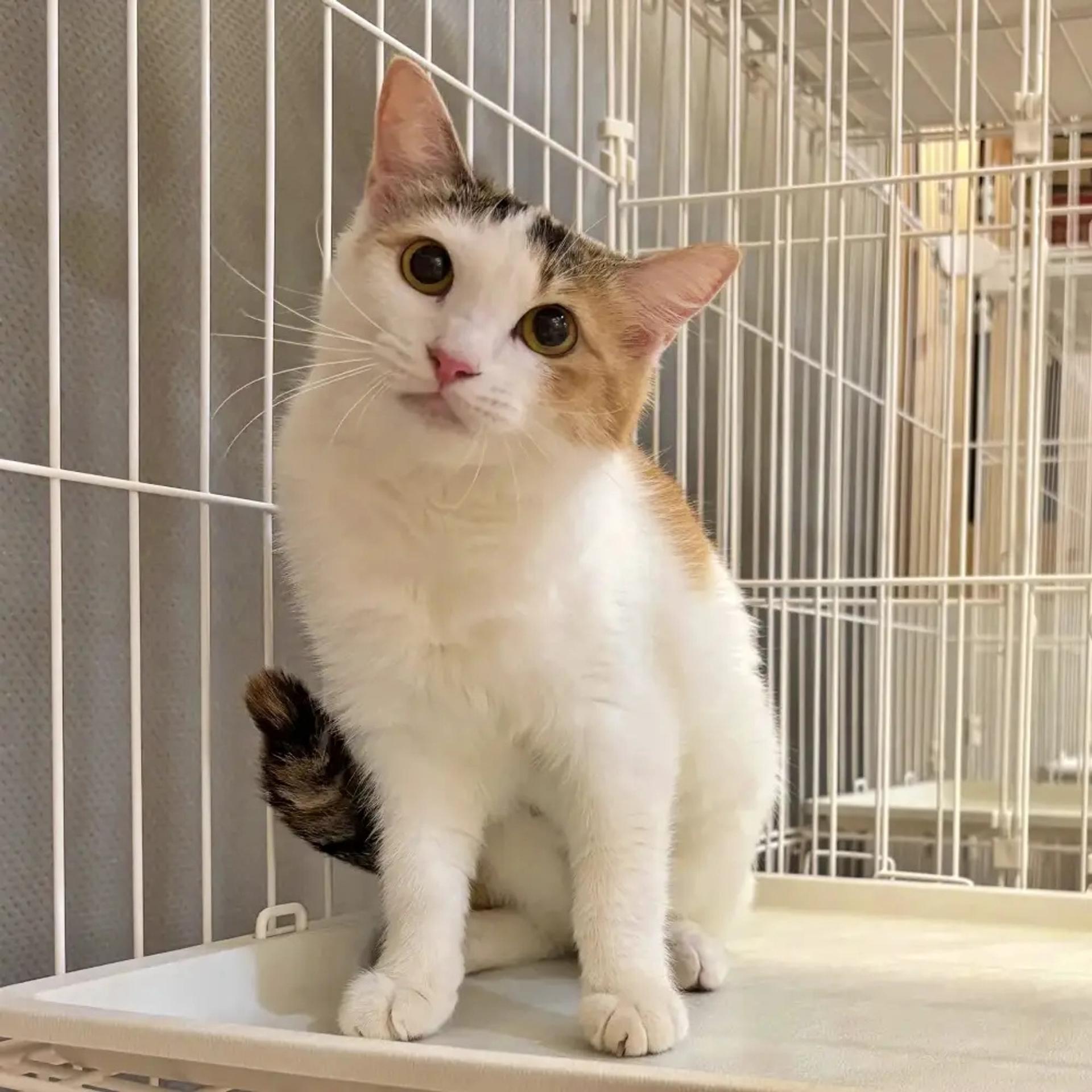 pet-image-5