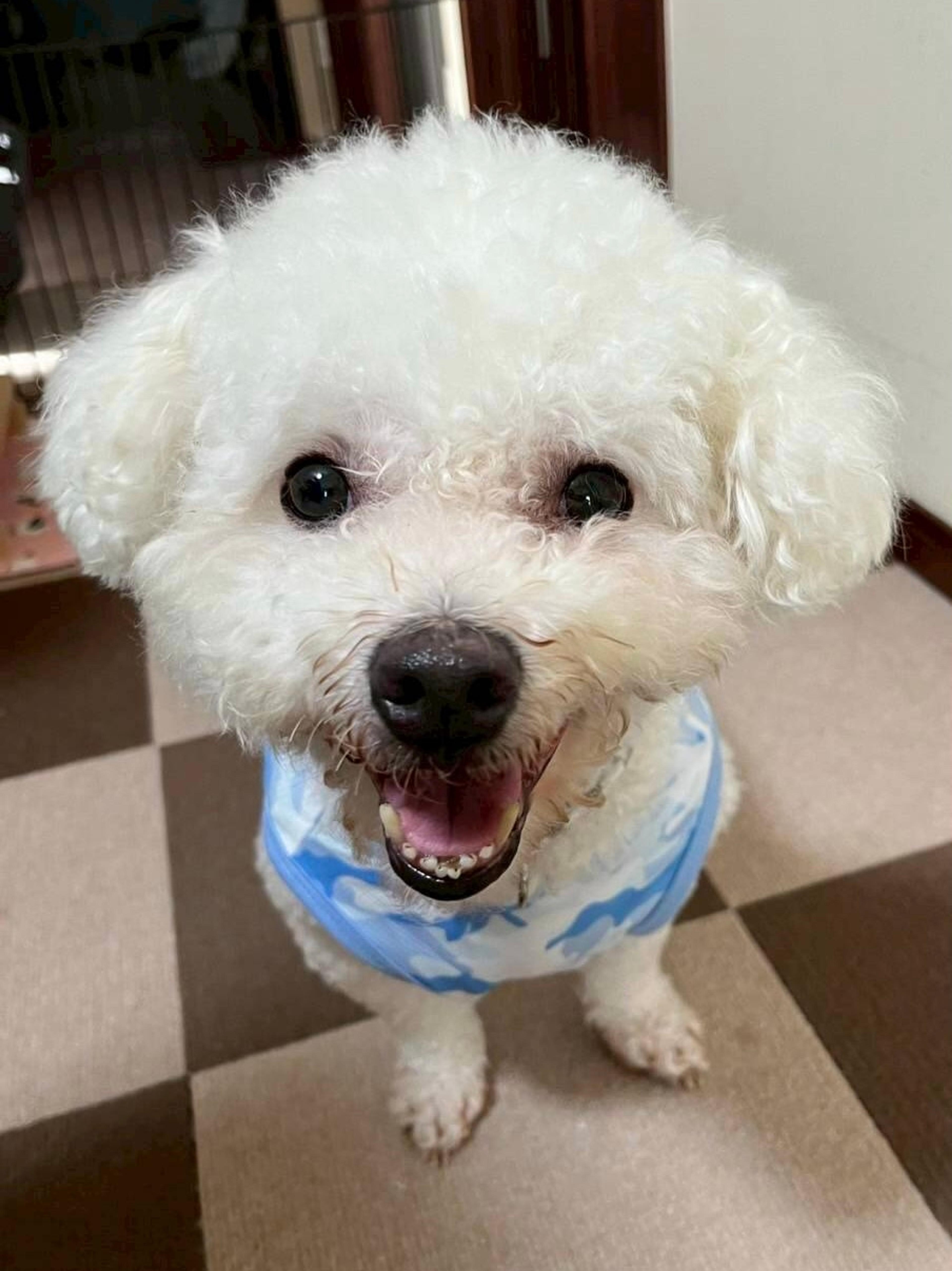 pet-image-2