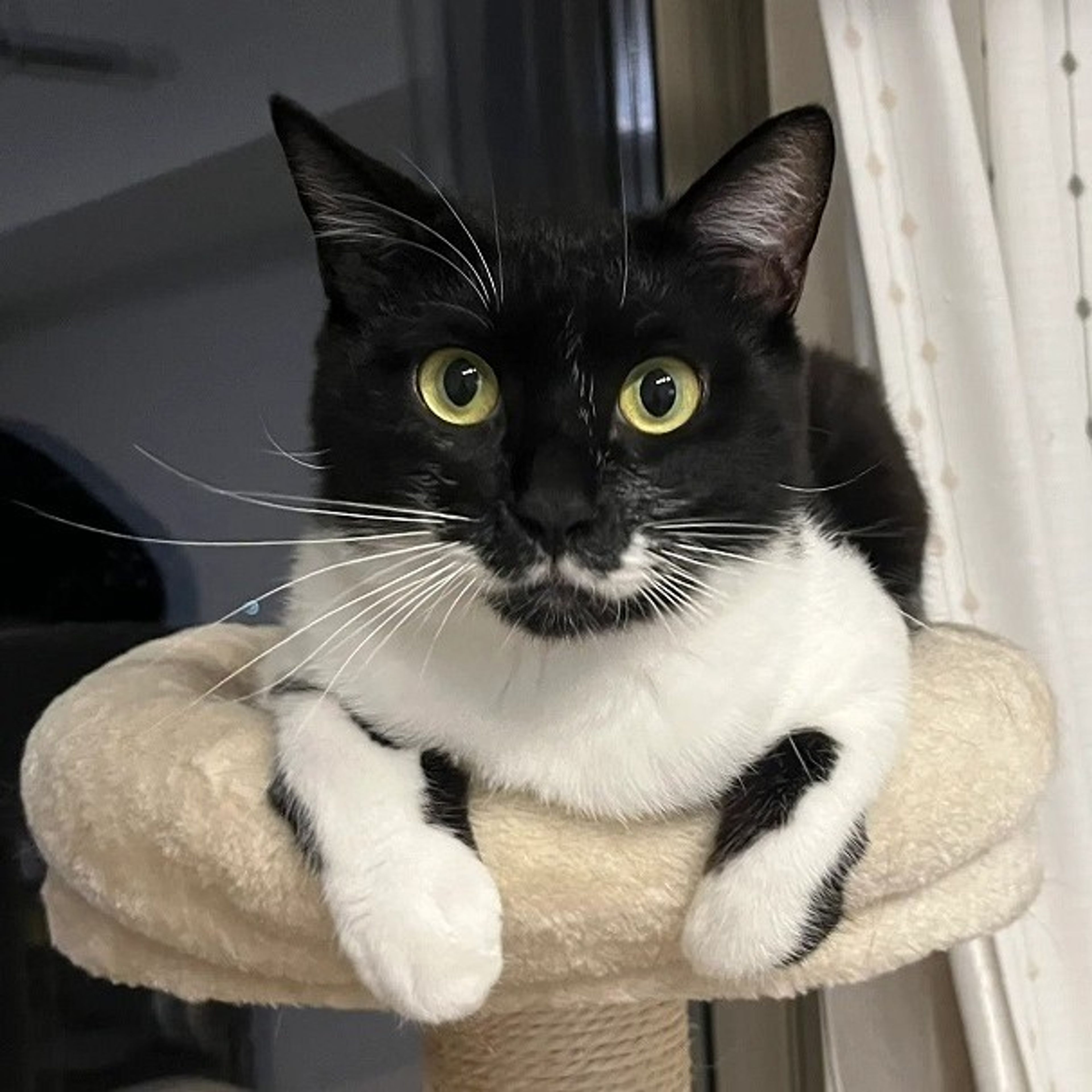 雑種（ミックス猫）・メスの里親募集の写真