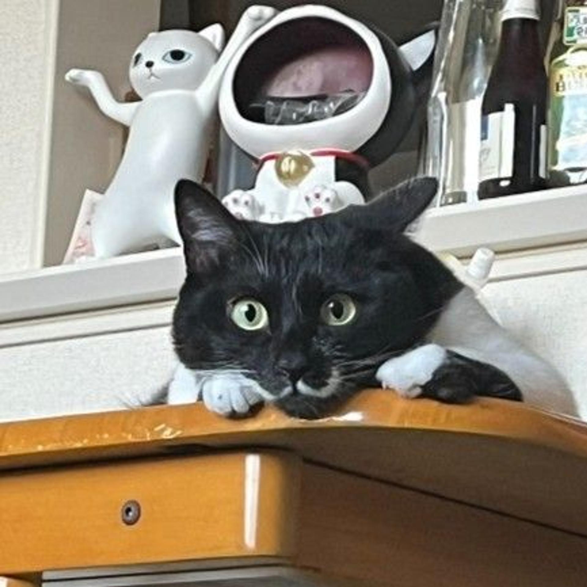 pet-image-4