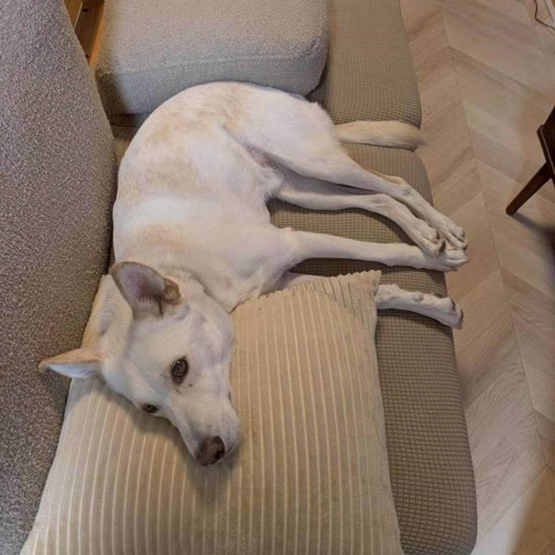 pet-image-4