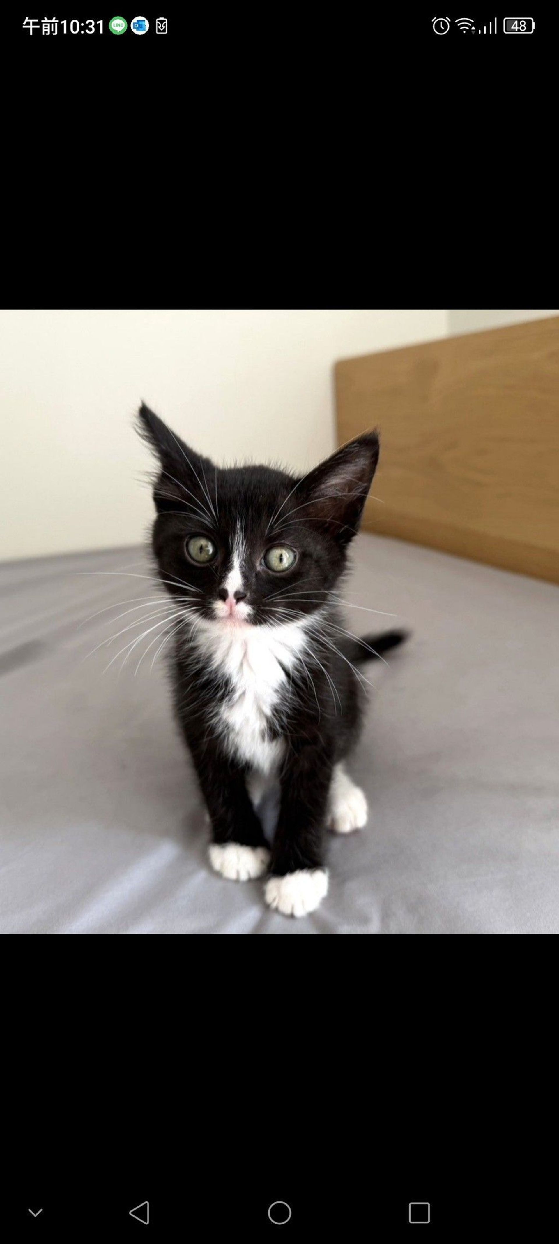 雑種（ミックス猫）・オスの里親募集の写真