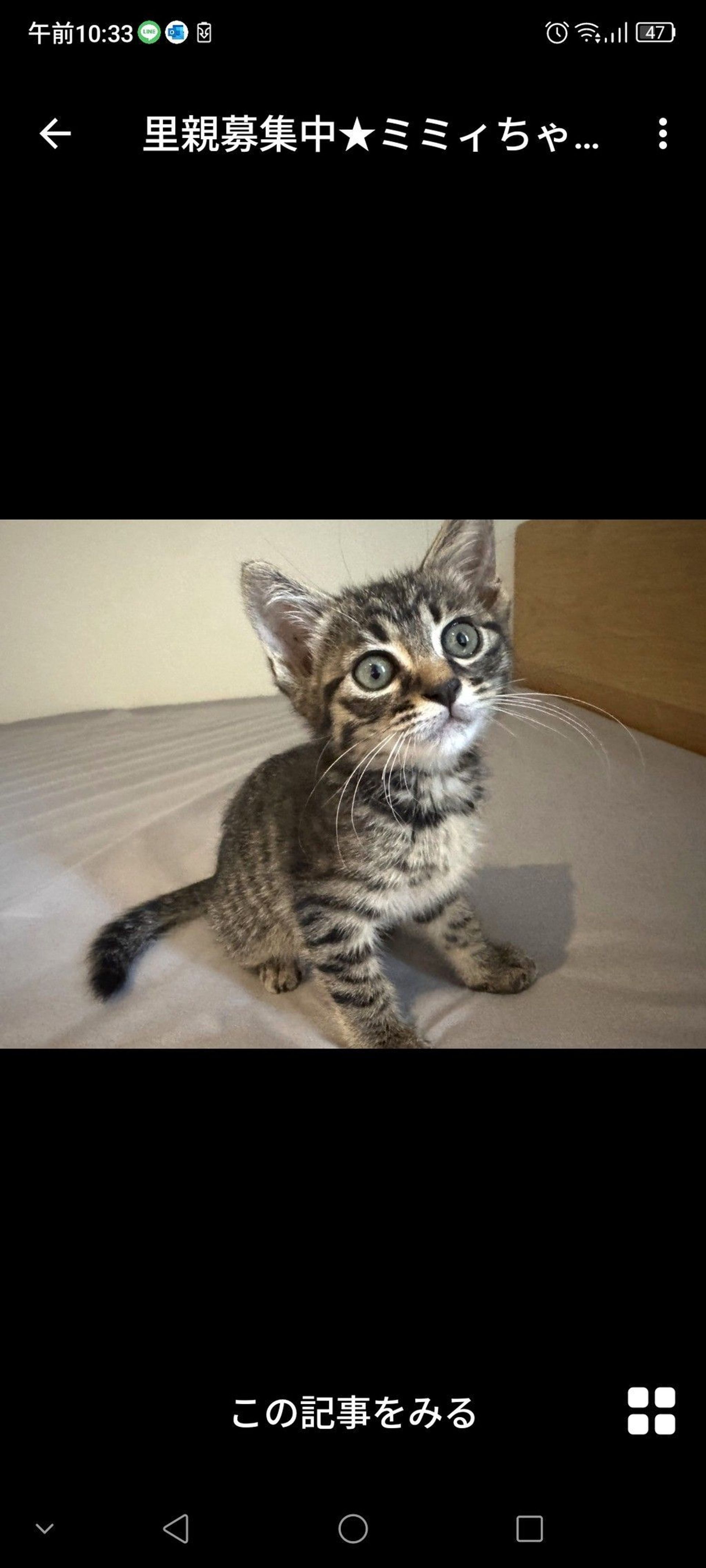 雑種（ミックス猫）・メスの里親募集の写真