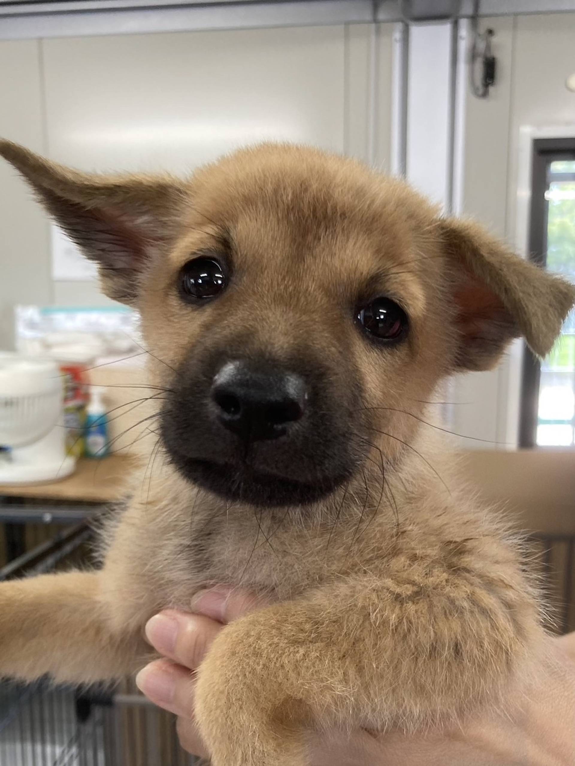 柴犬・オスの里親募集の写真