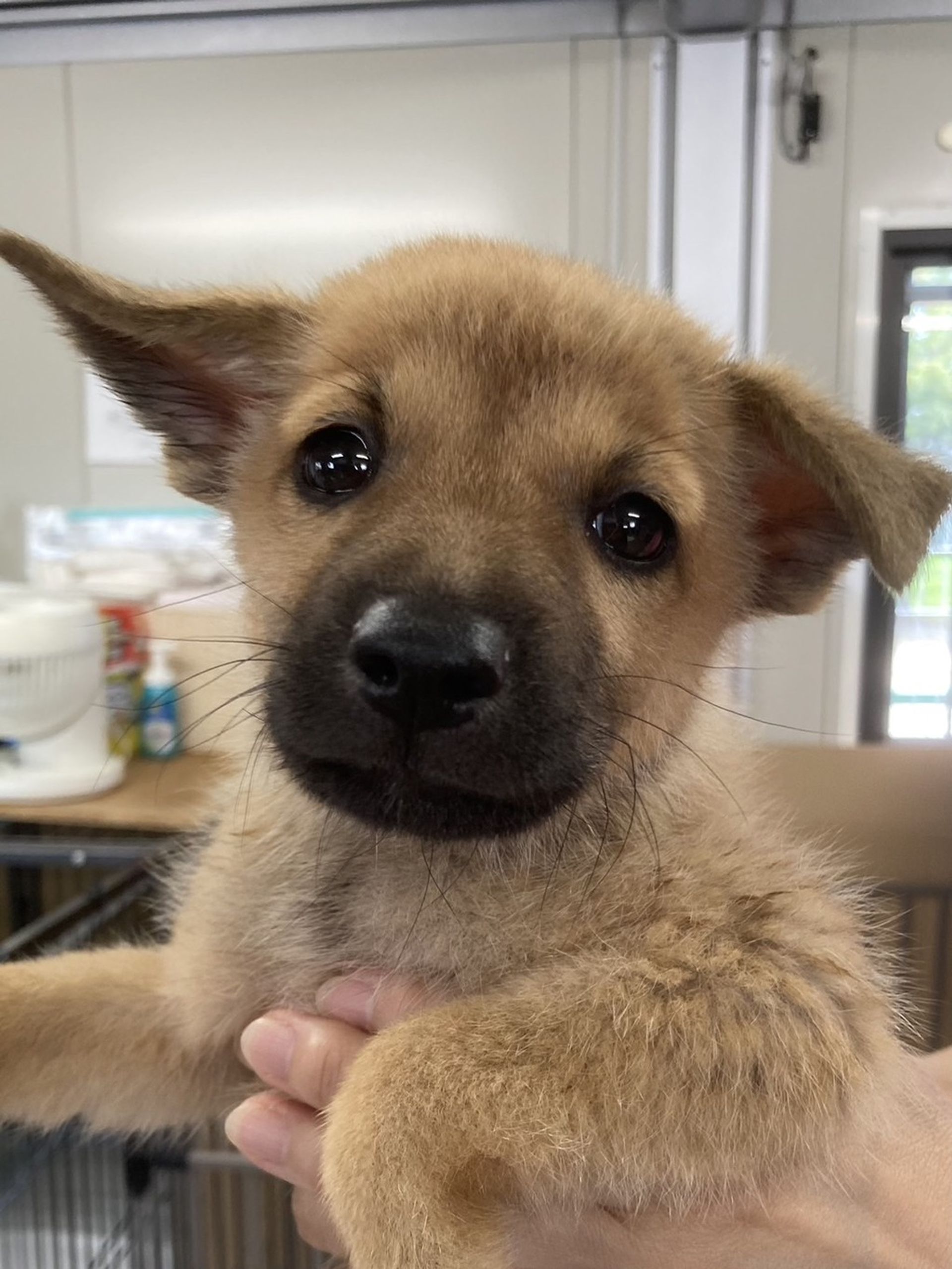 柴犬・オスの里親募集の写真