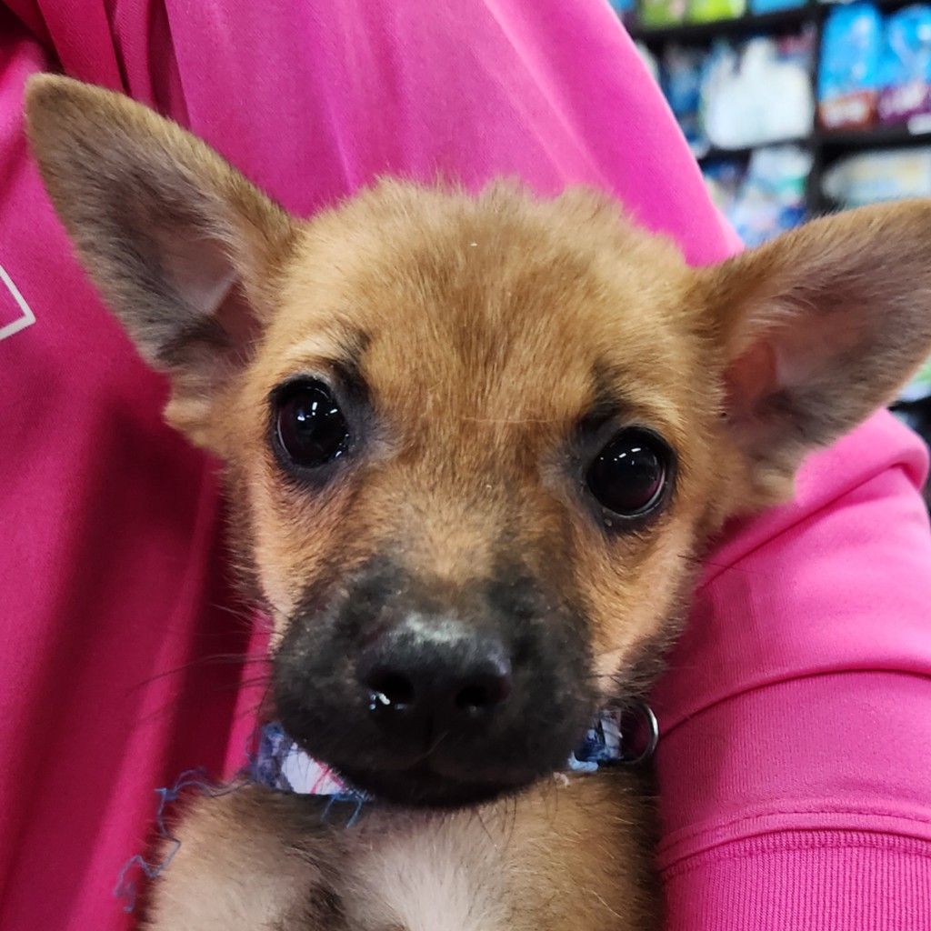 チワワ&柴犬MIX | 柴犬 | NPO法人アニマルレスキュー Miki Japan