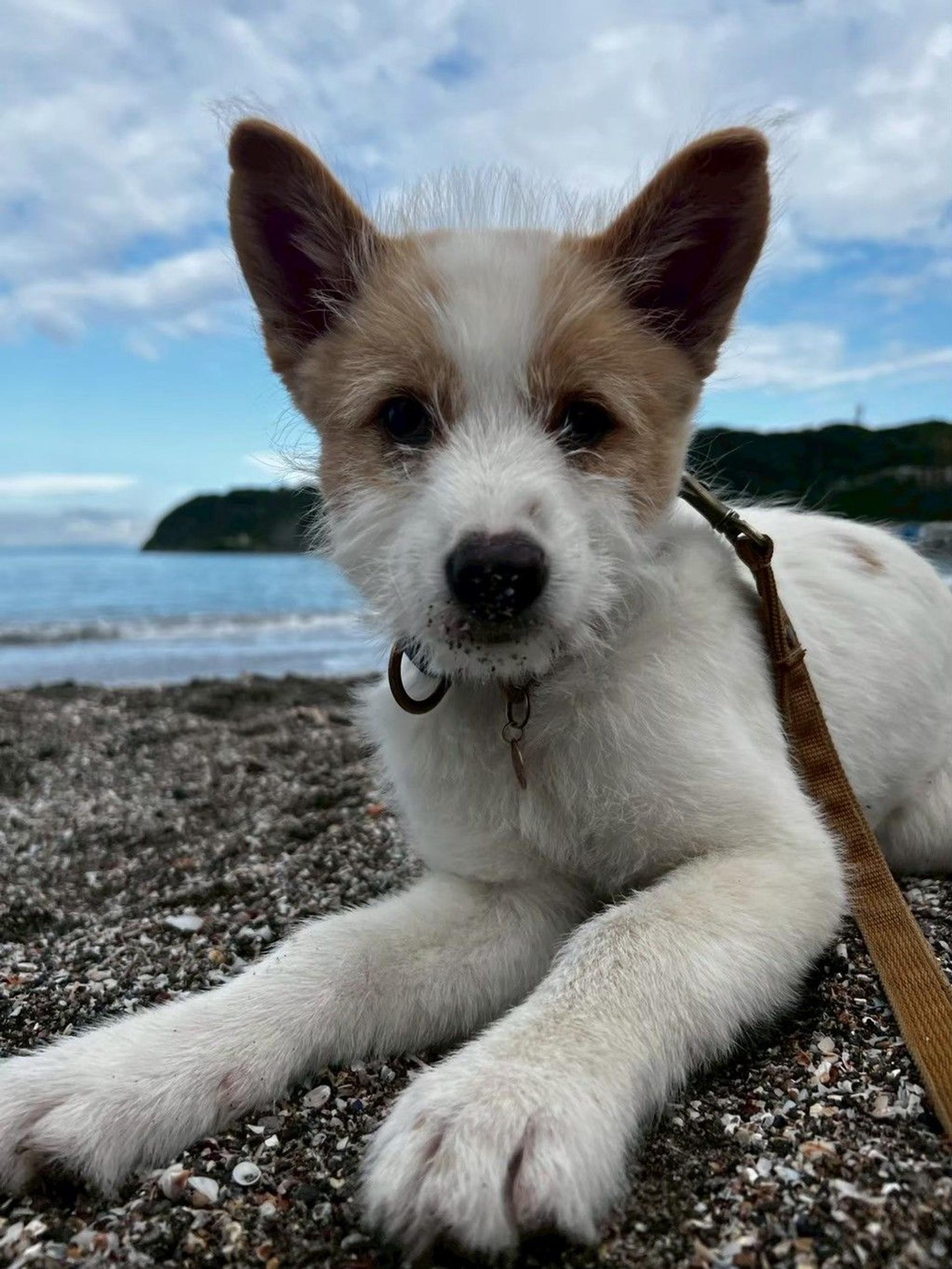 pet-image-4