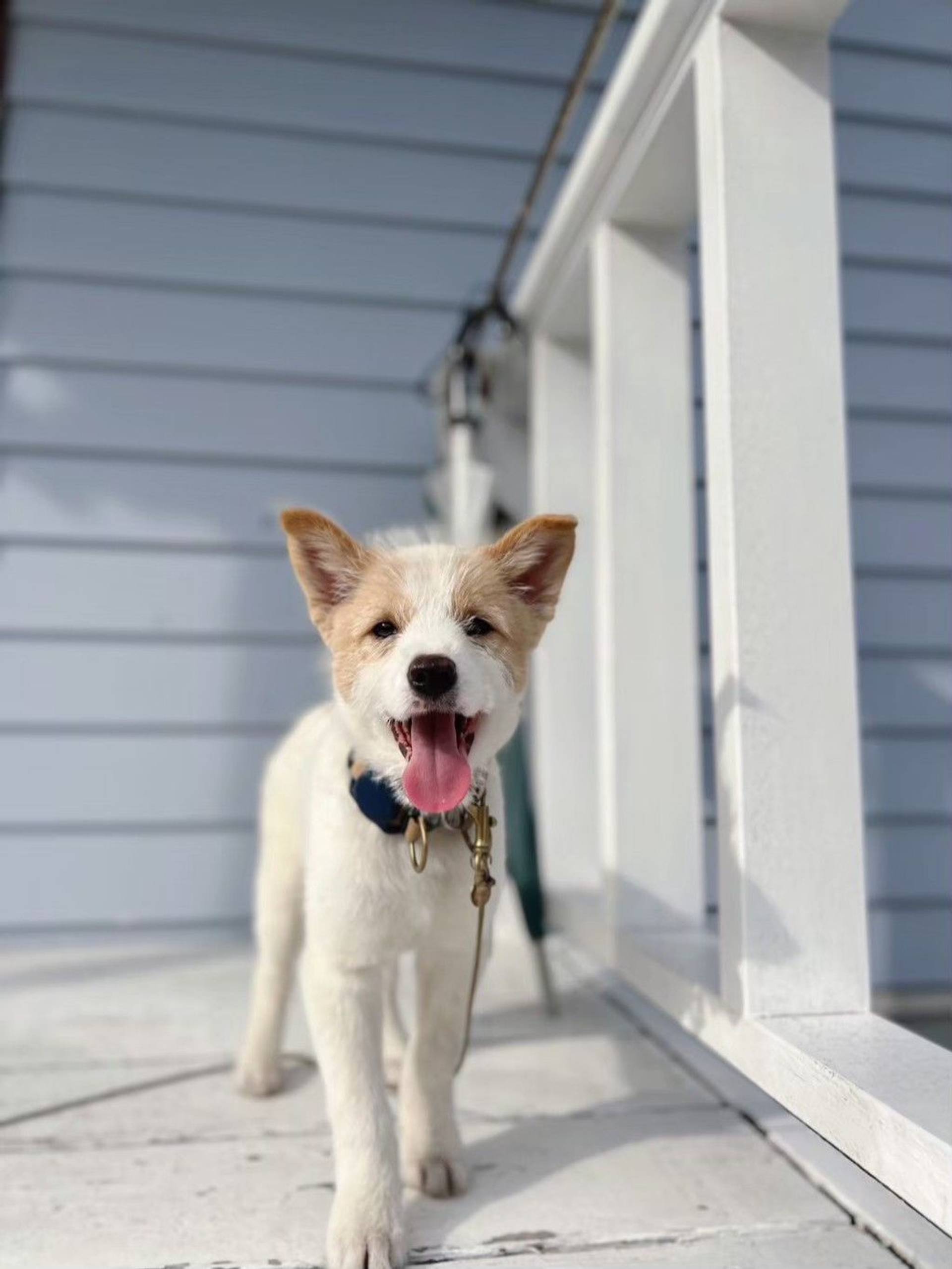 雑種（ミックス犬）・オスの里親募集の写真