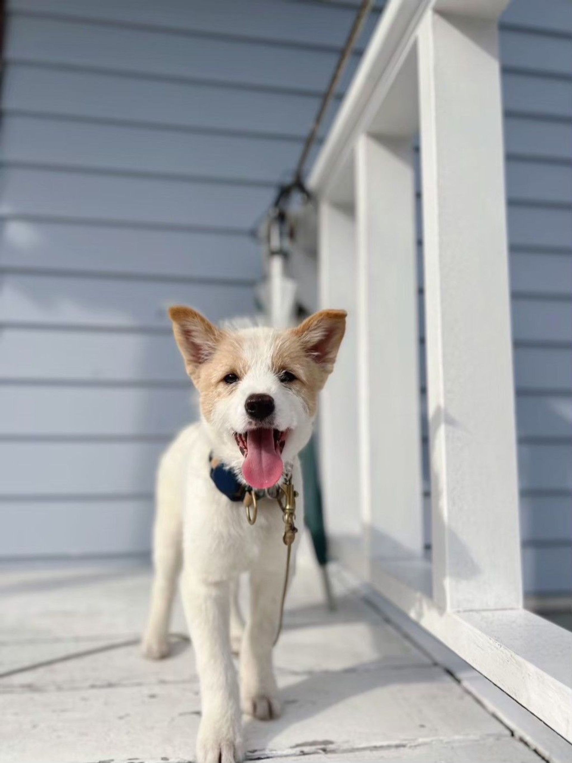 雑種（ミックス犬）・オスの里親募集の写真