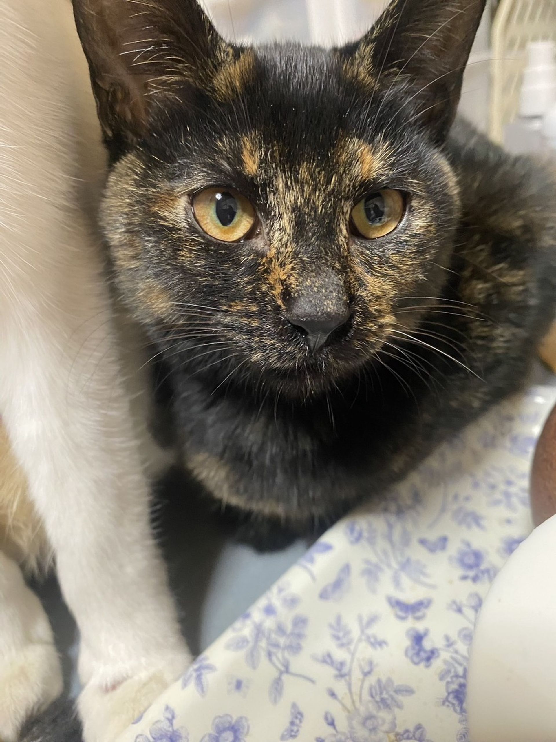 雑種（ミックス猫）・メスの里親募集の写真
