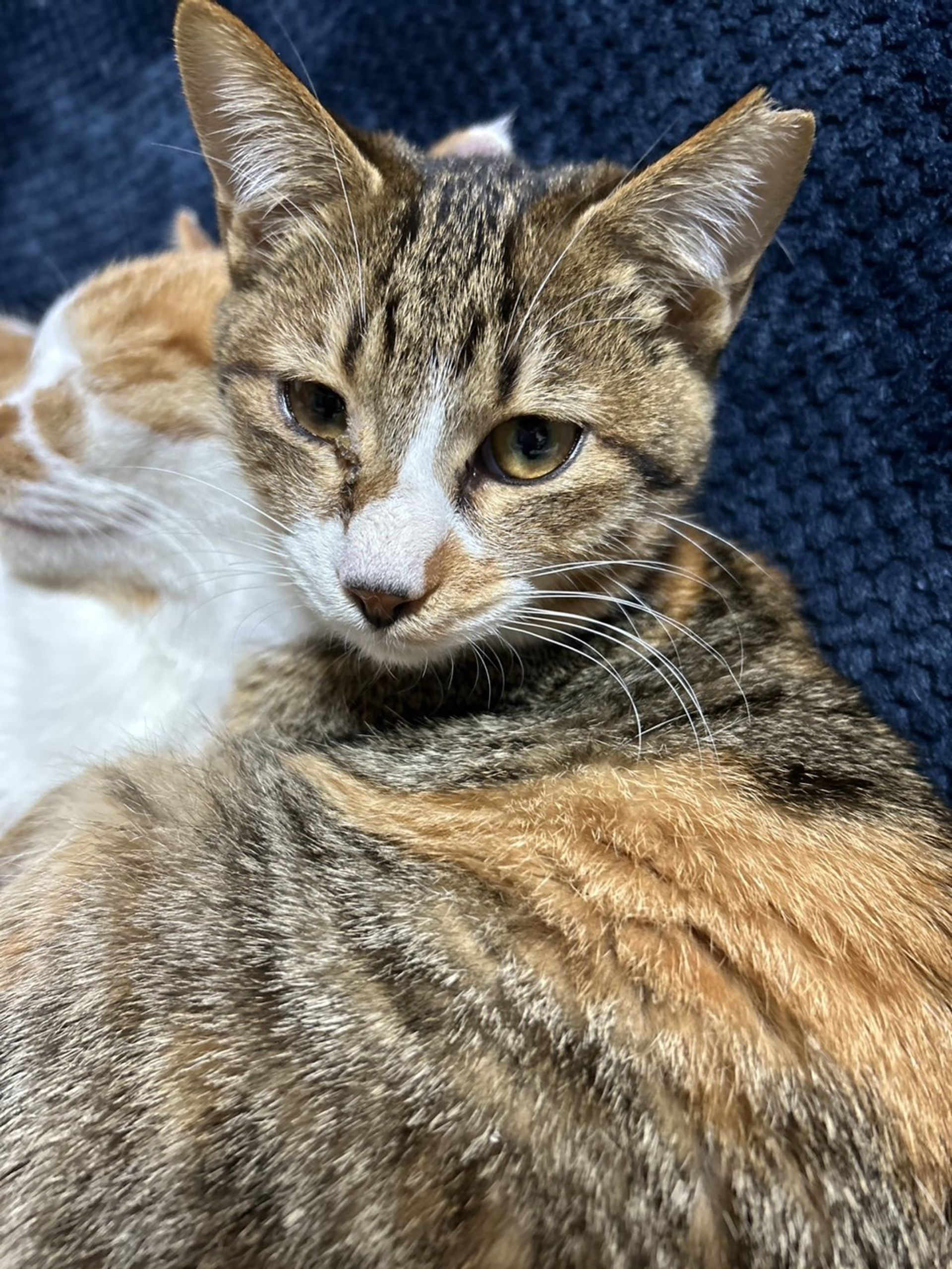 雑種（ミックス猫）・メスの里親募集の写真