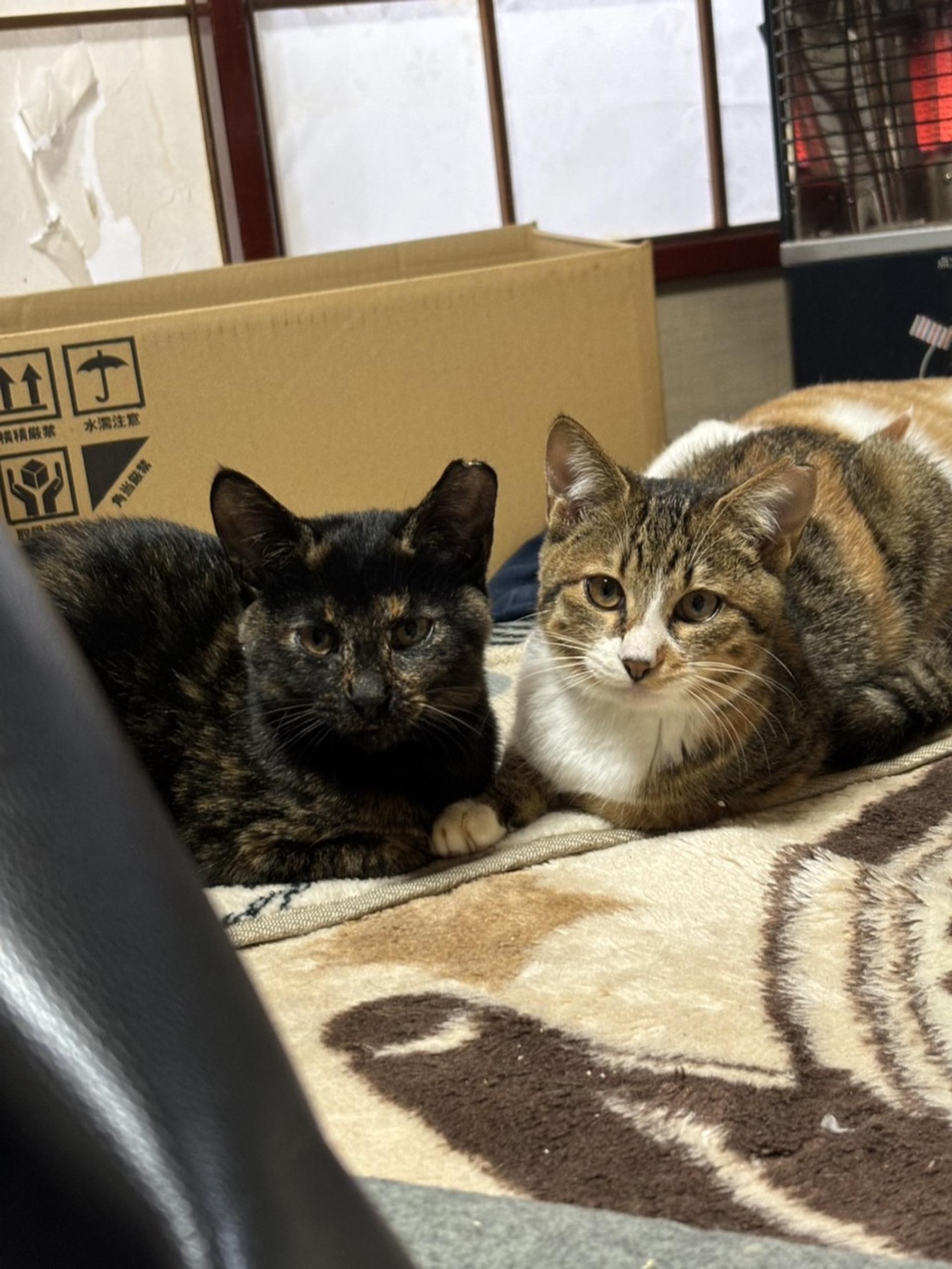 pet-image-3