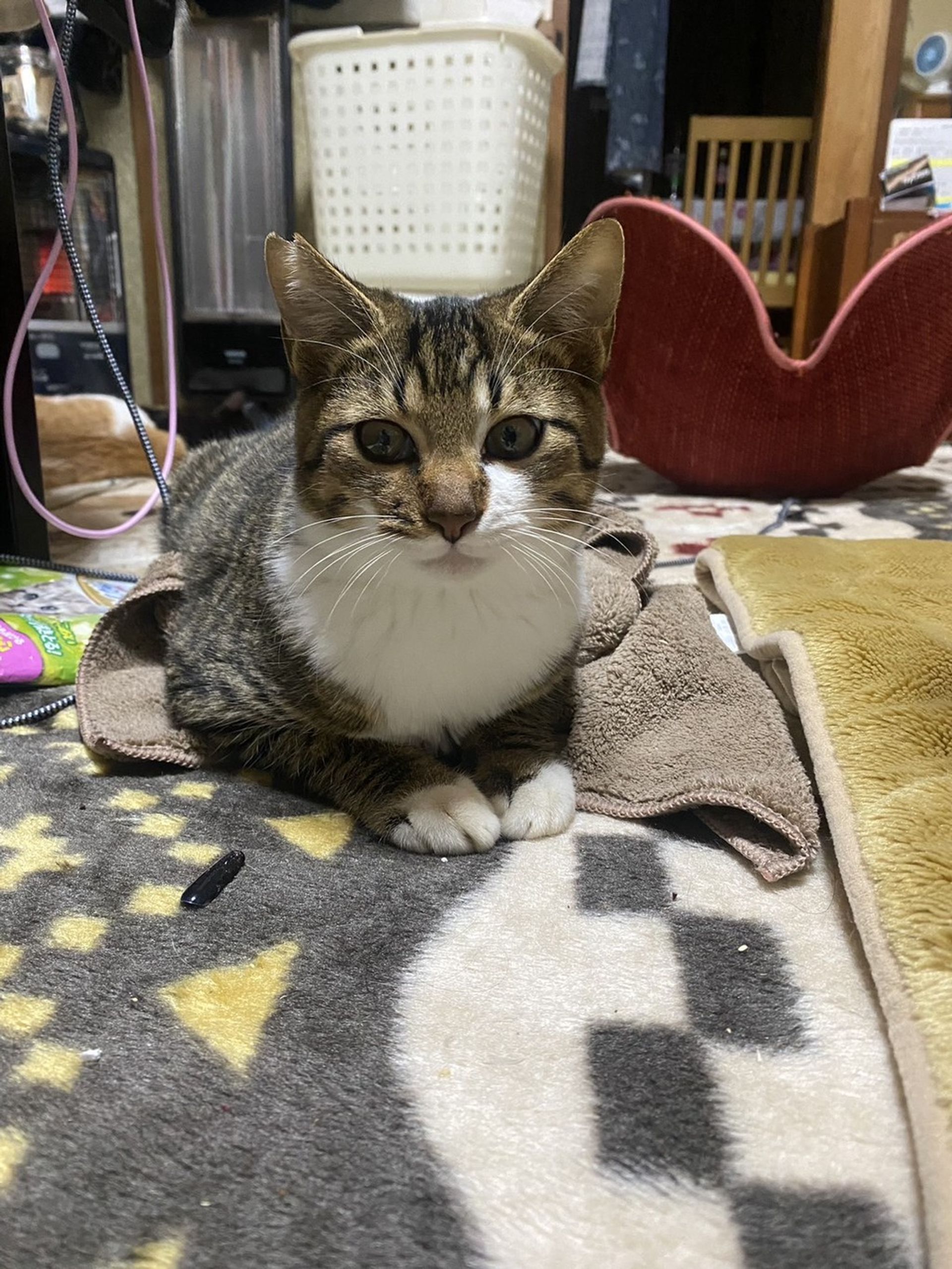 雑種（ミックス猫）・オスの里親募集の写真