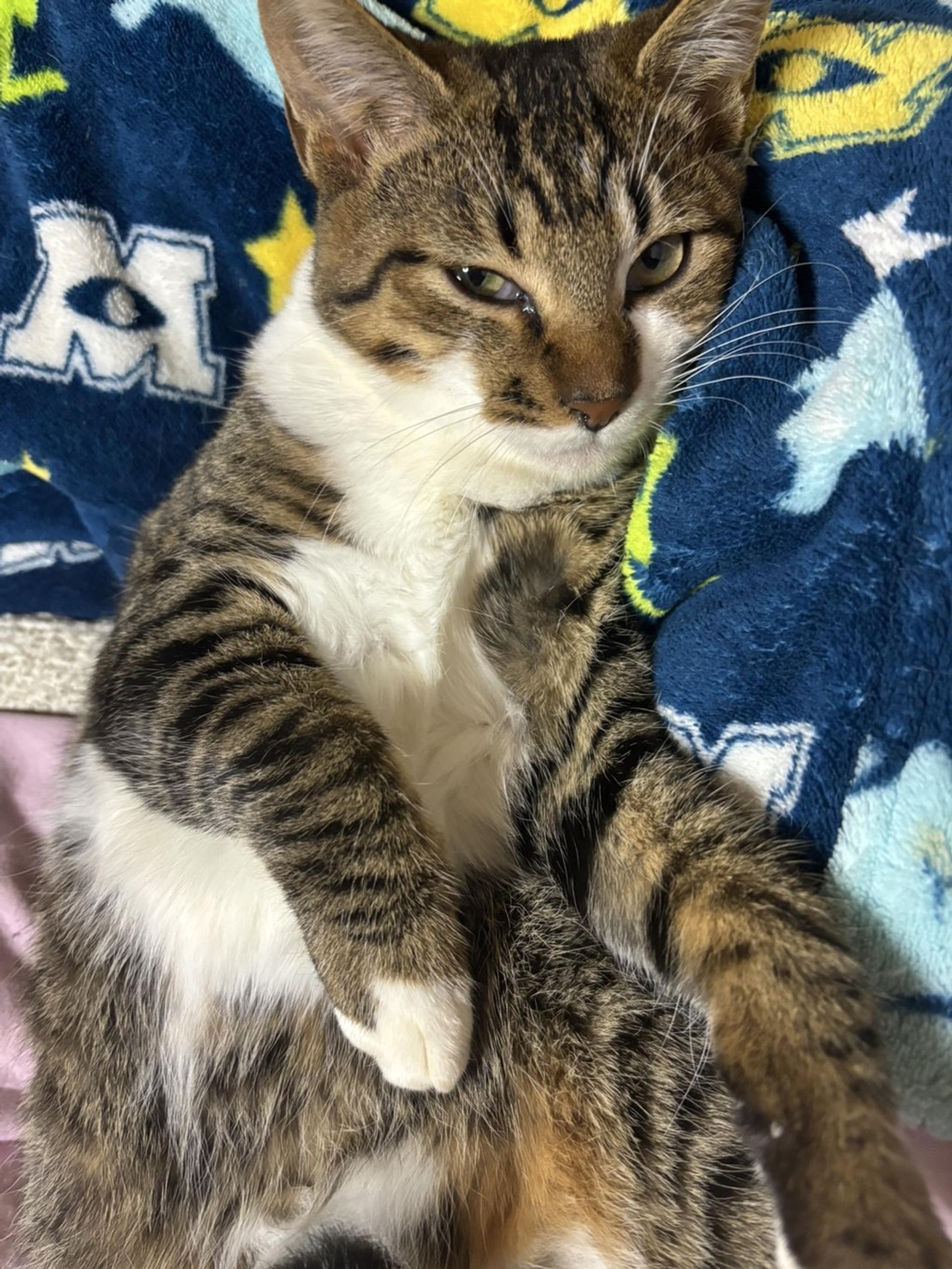 pet-image-2