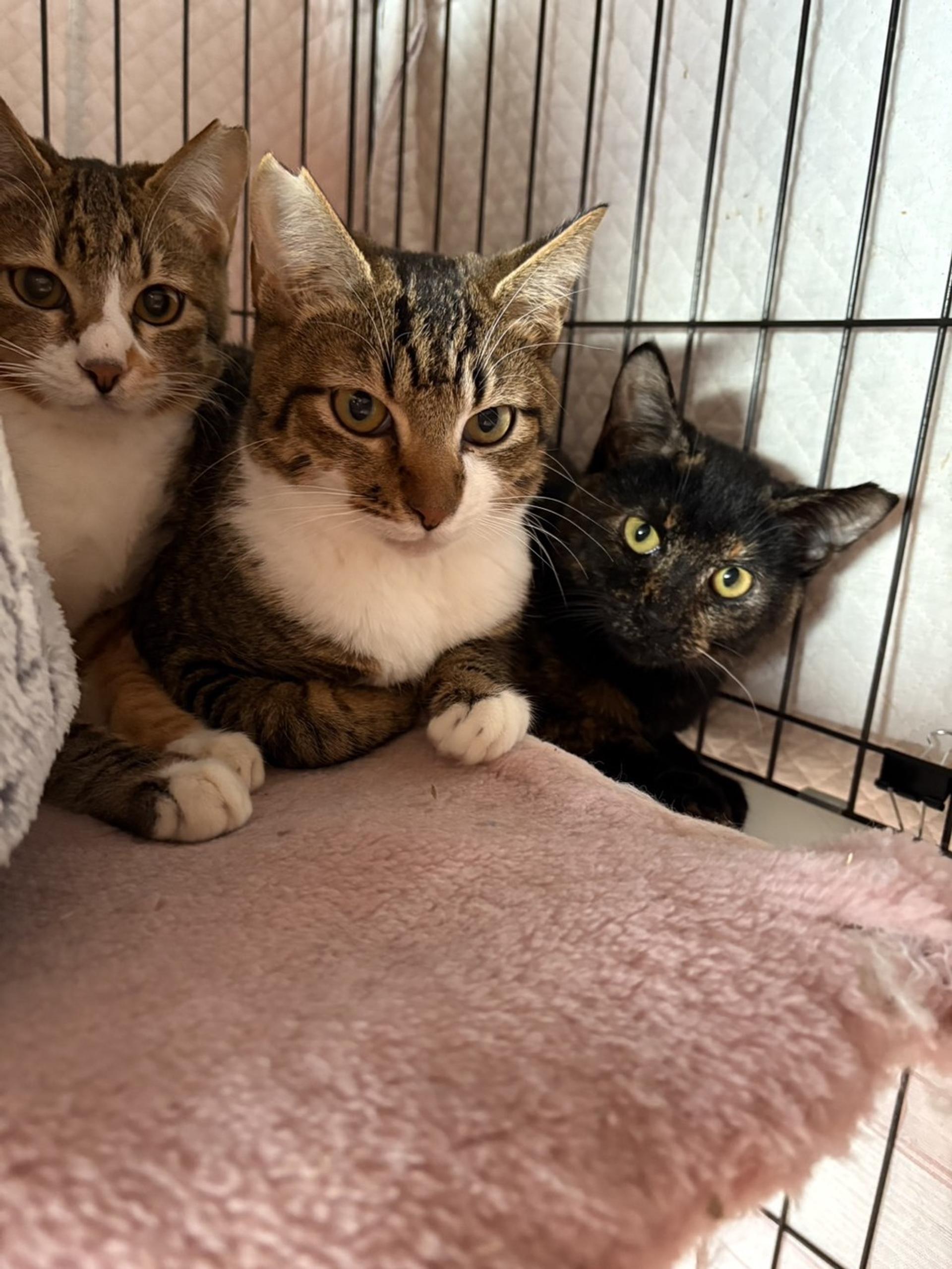 pet-image-3