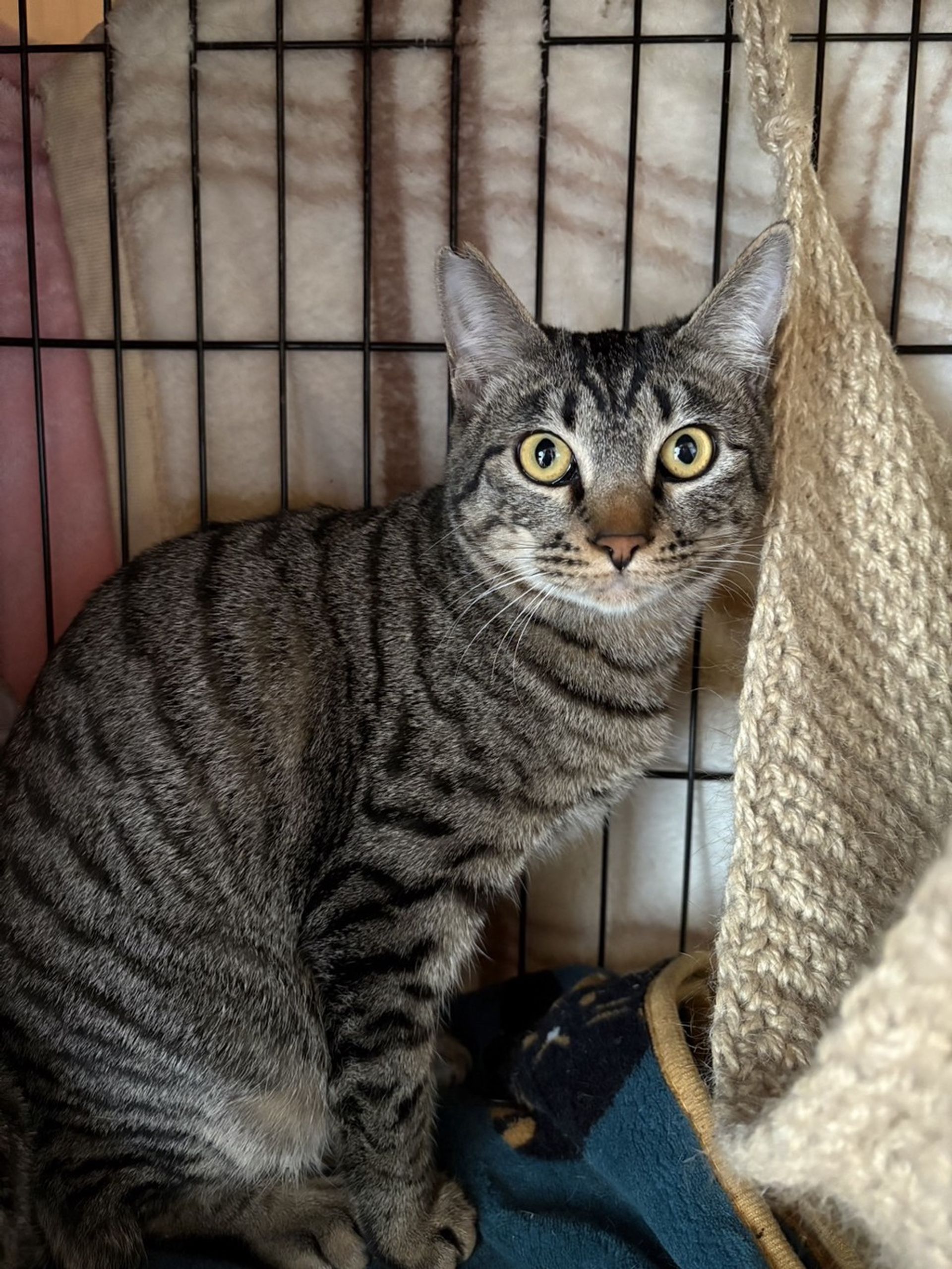 雑種（ミックス猫）・オスの里親募集の写真