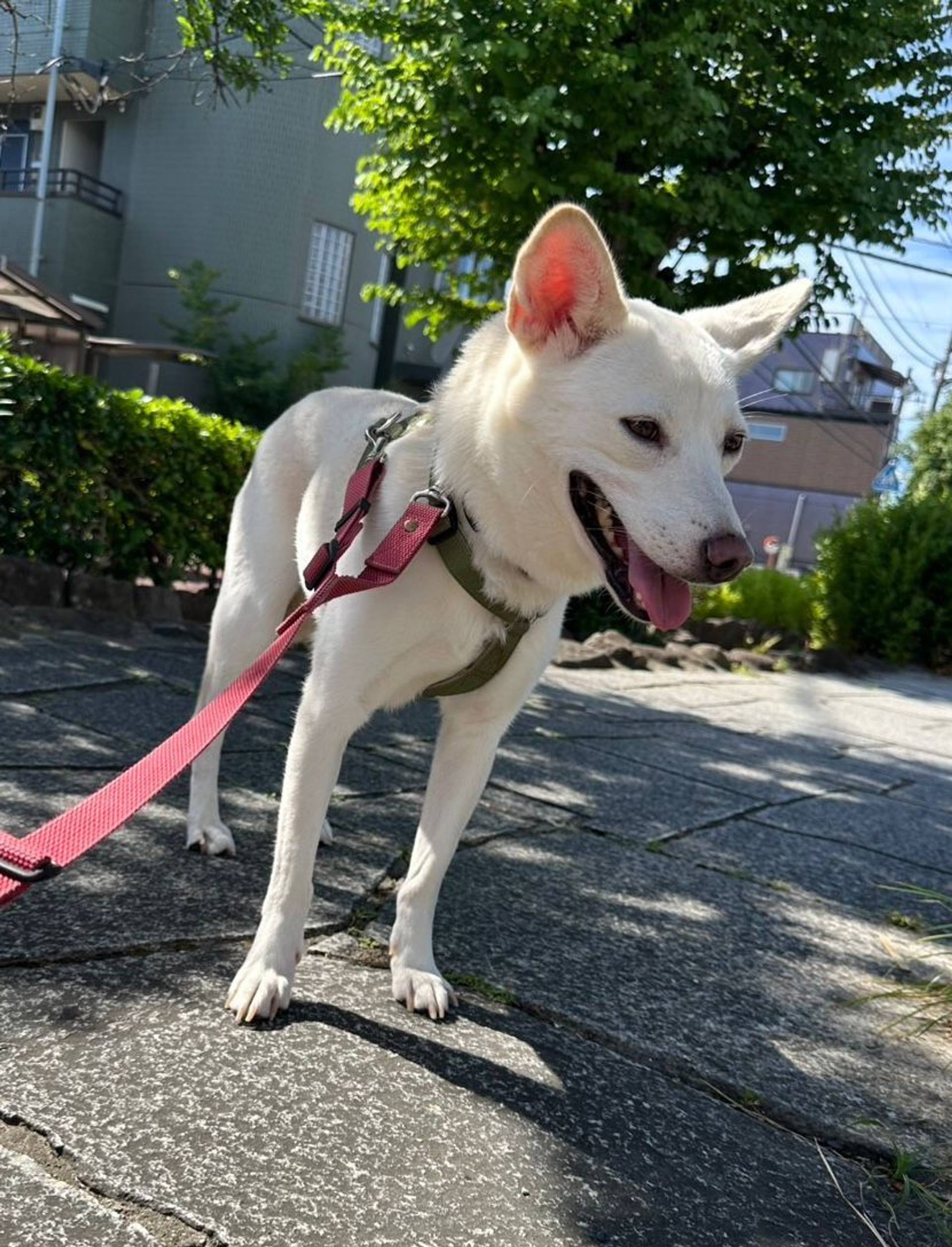 雑種（ミックス犬）・メスの里親募集の写真