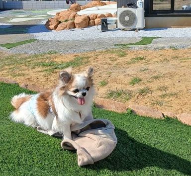 チワワ・オスの里親募集の写真