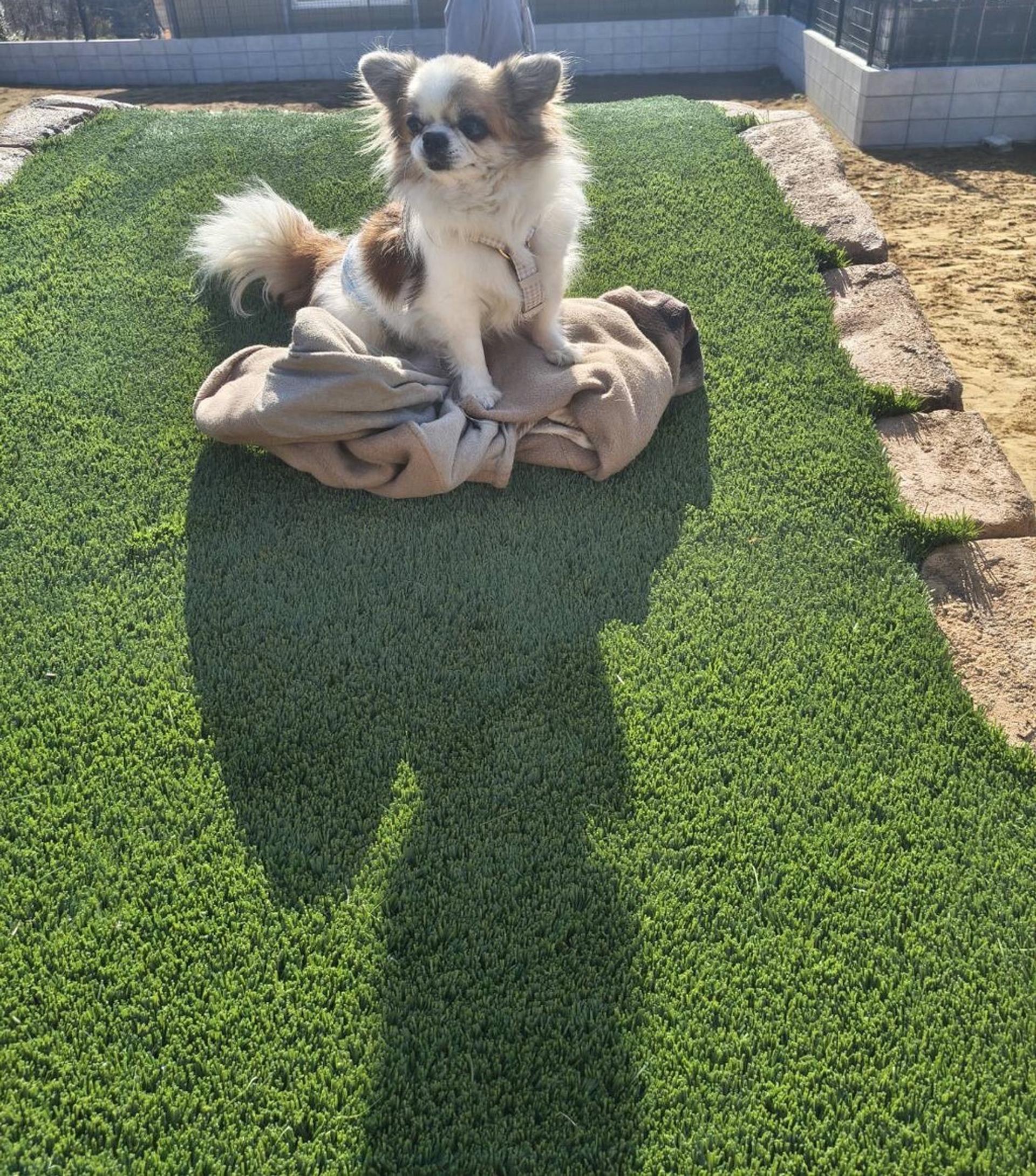 pet-image-2
