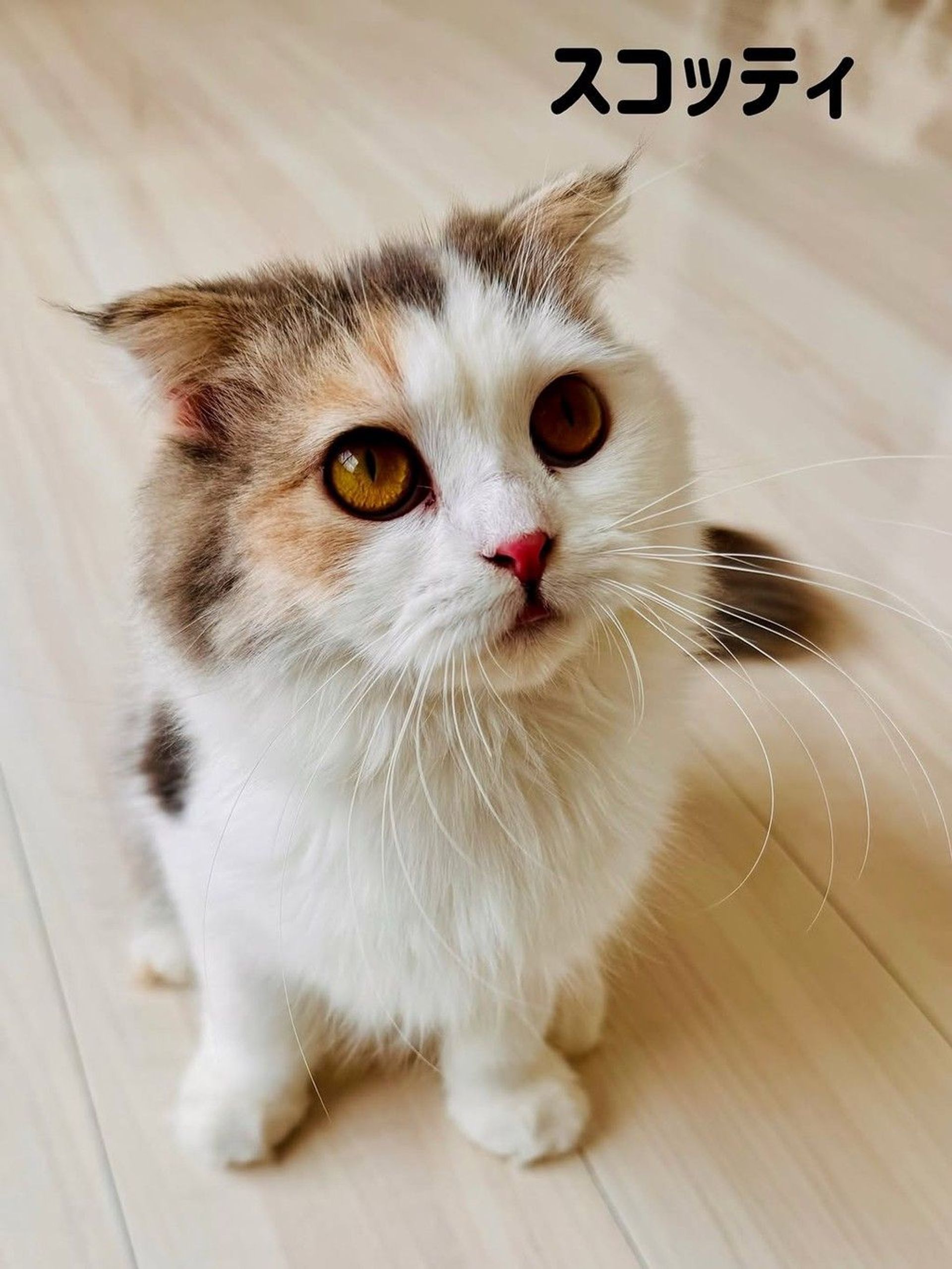 スコティッシュフォールド・メスの里親募集の写真