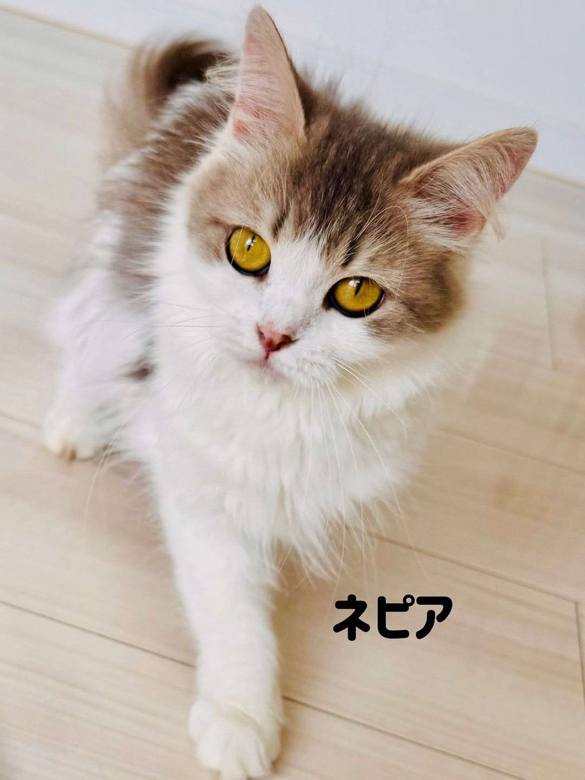 スコティッシュフォールド・メスの里親募集の写真