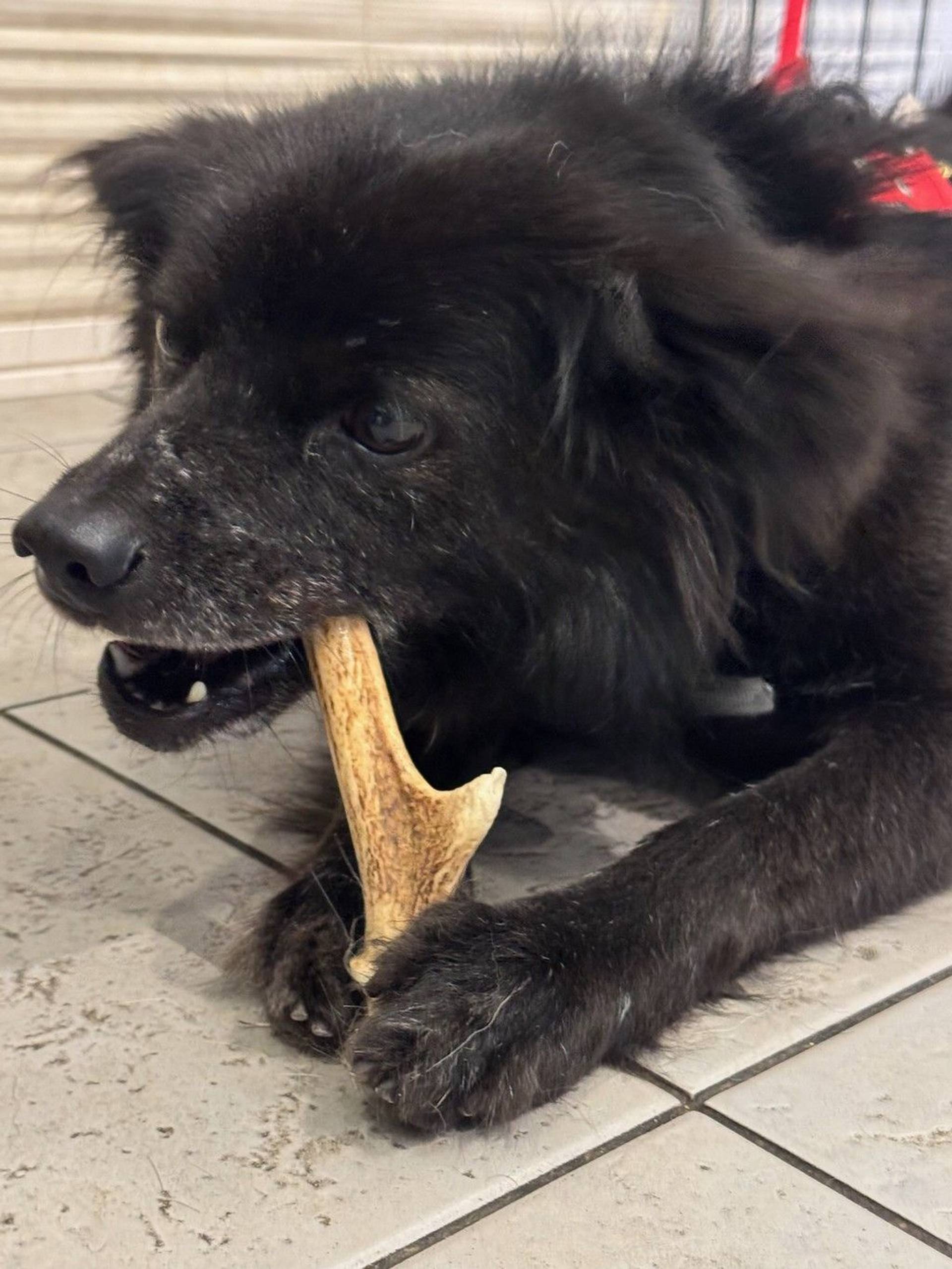 雑種（ミックス犬）・オスの里親募集の写真