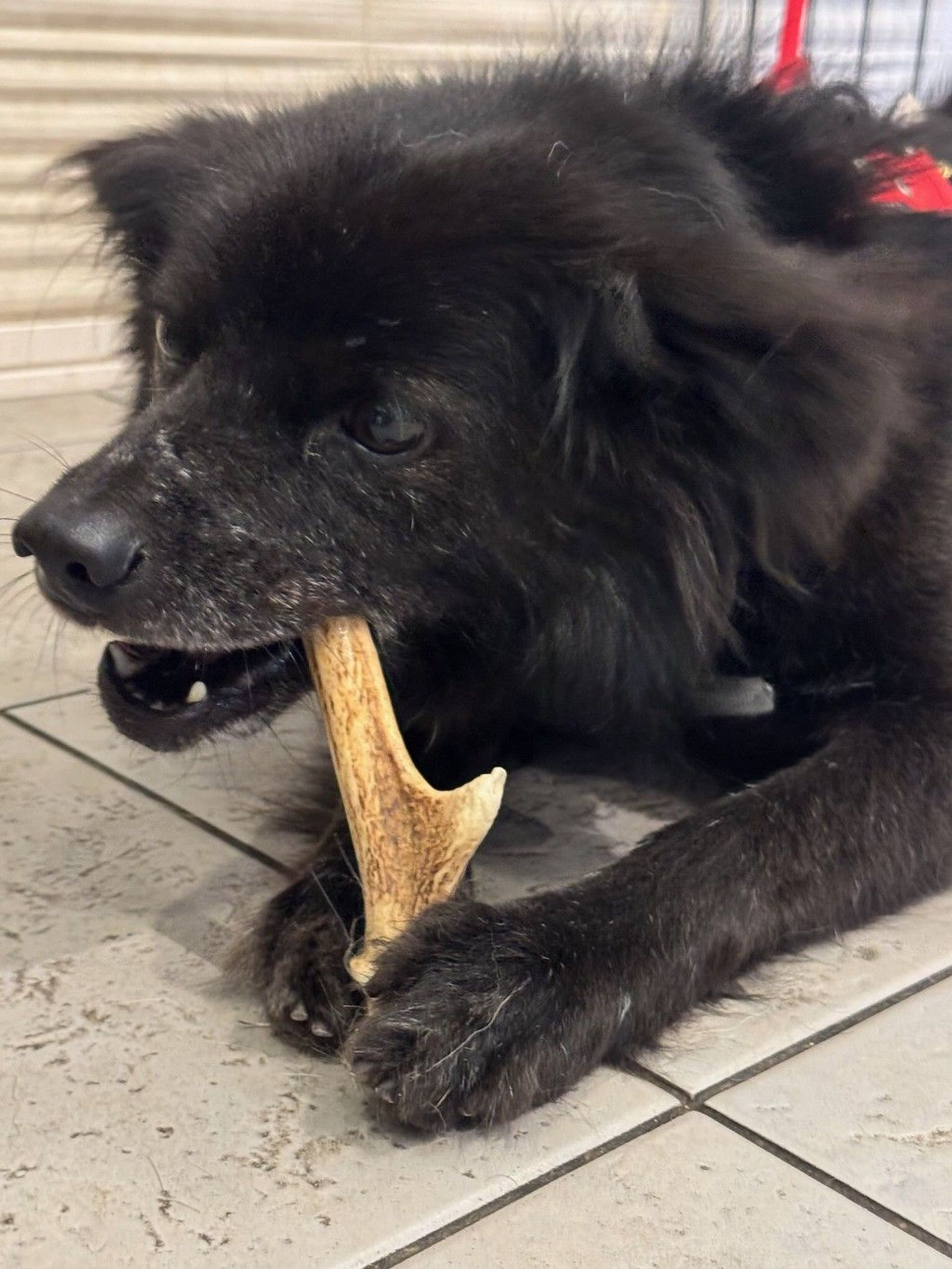 雑種（ミックス犬）・オスの里親募集の写真