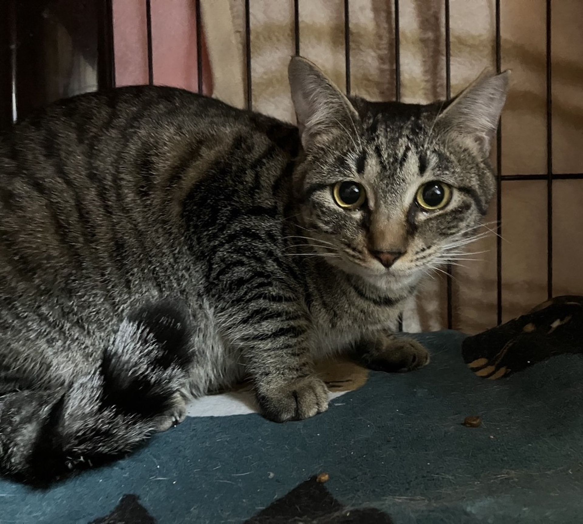 雑種（ミックス猫）・メスの里親募集の写真