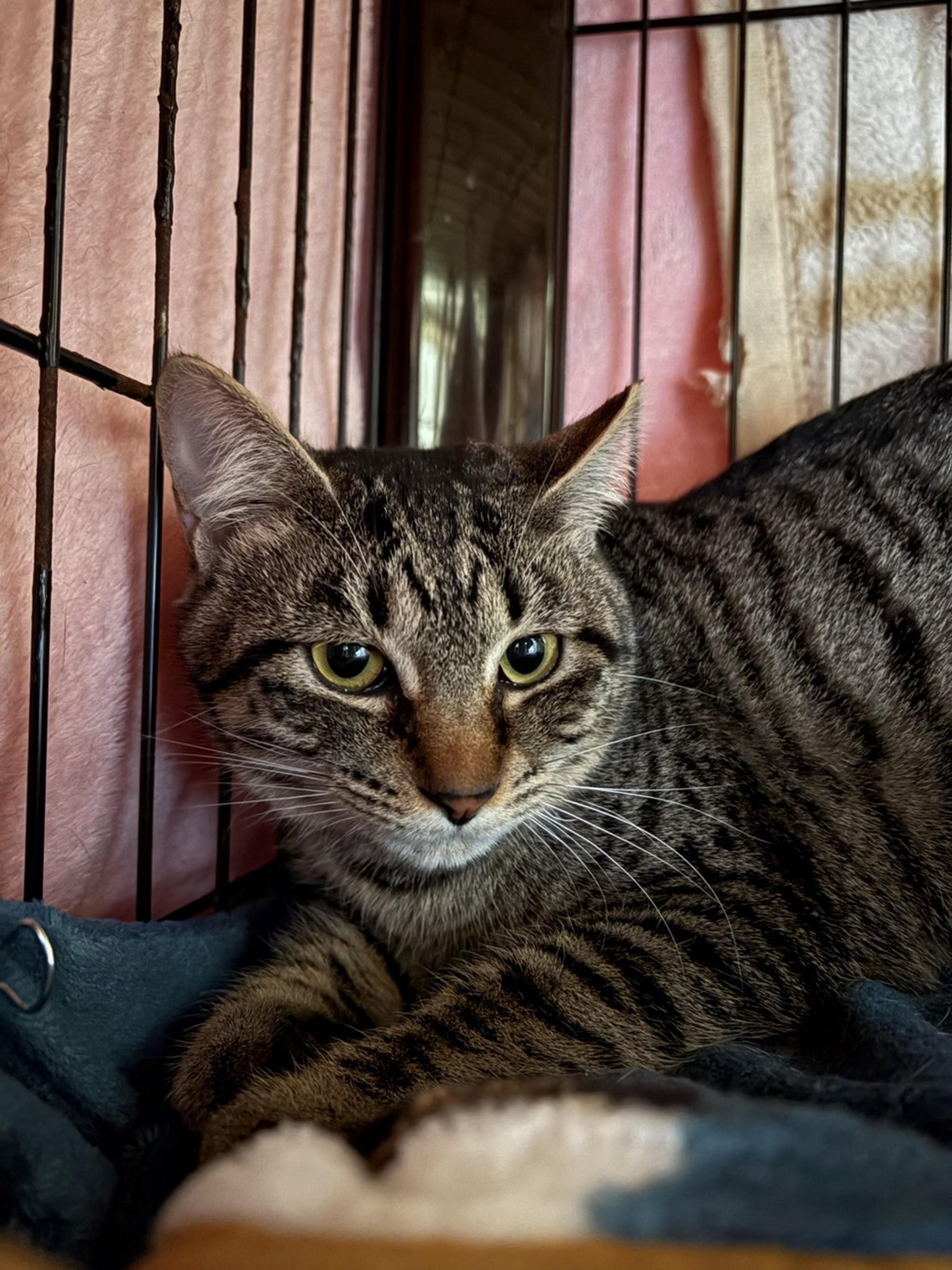 pet-image-2
