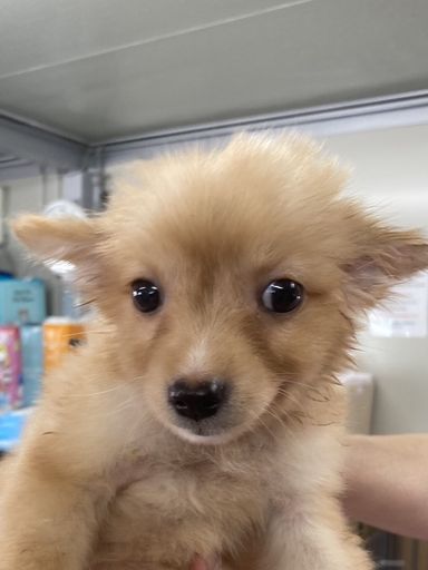 はな