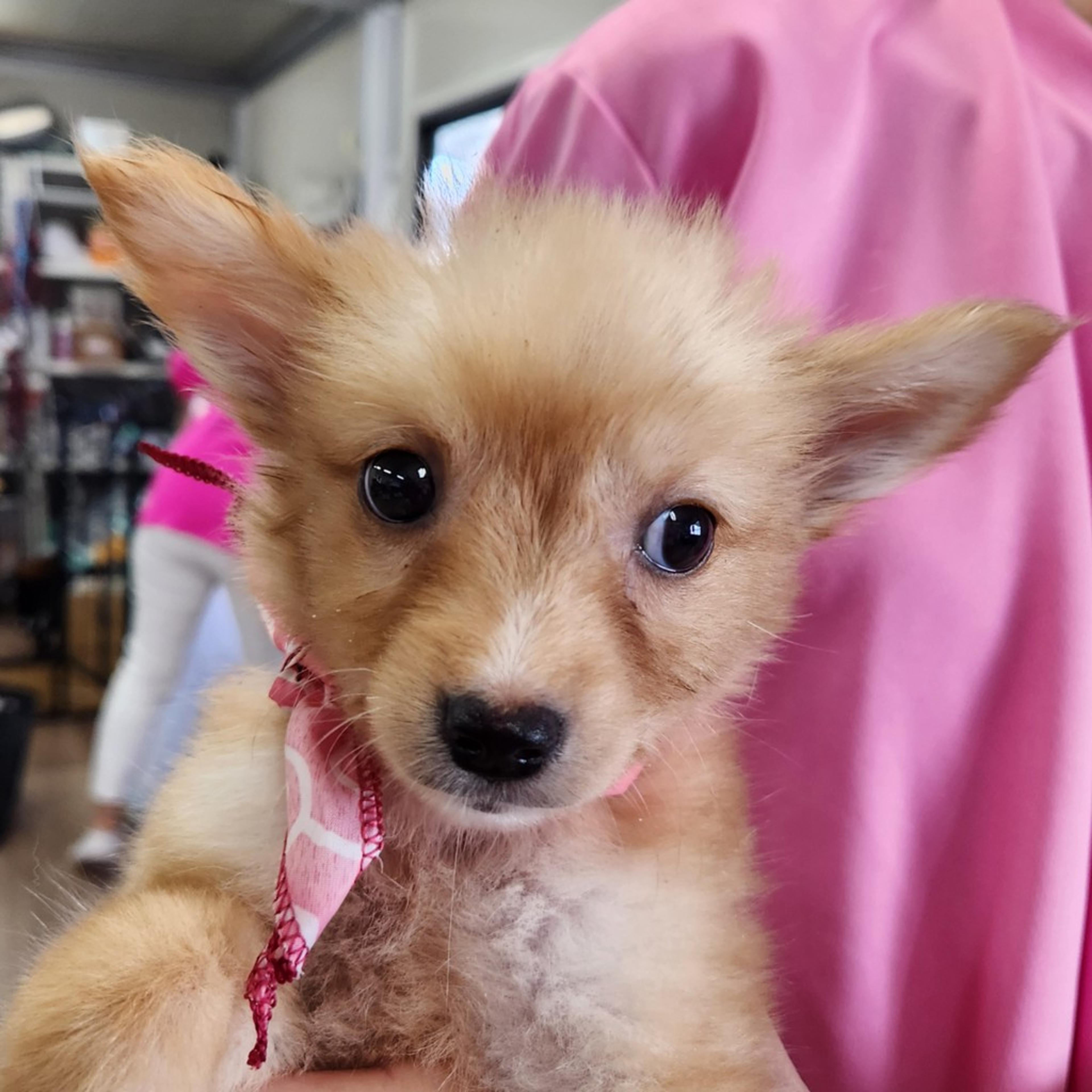 pet-image-2