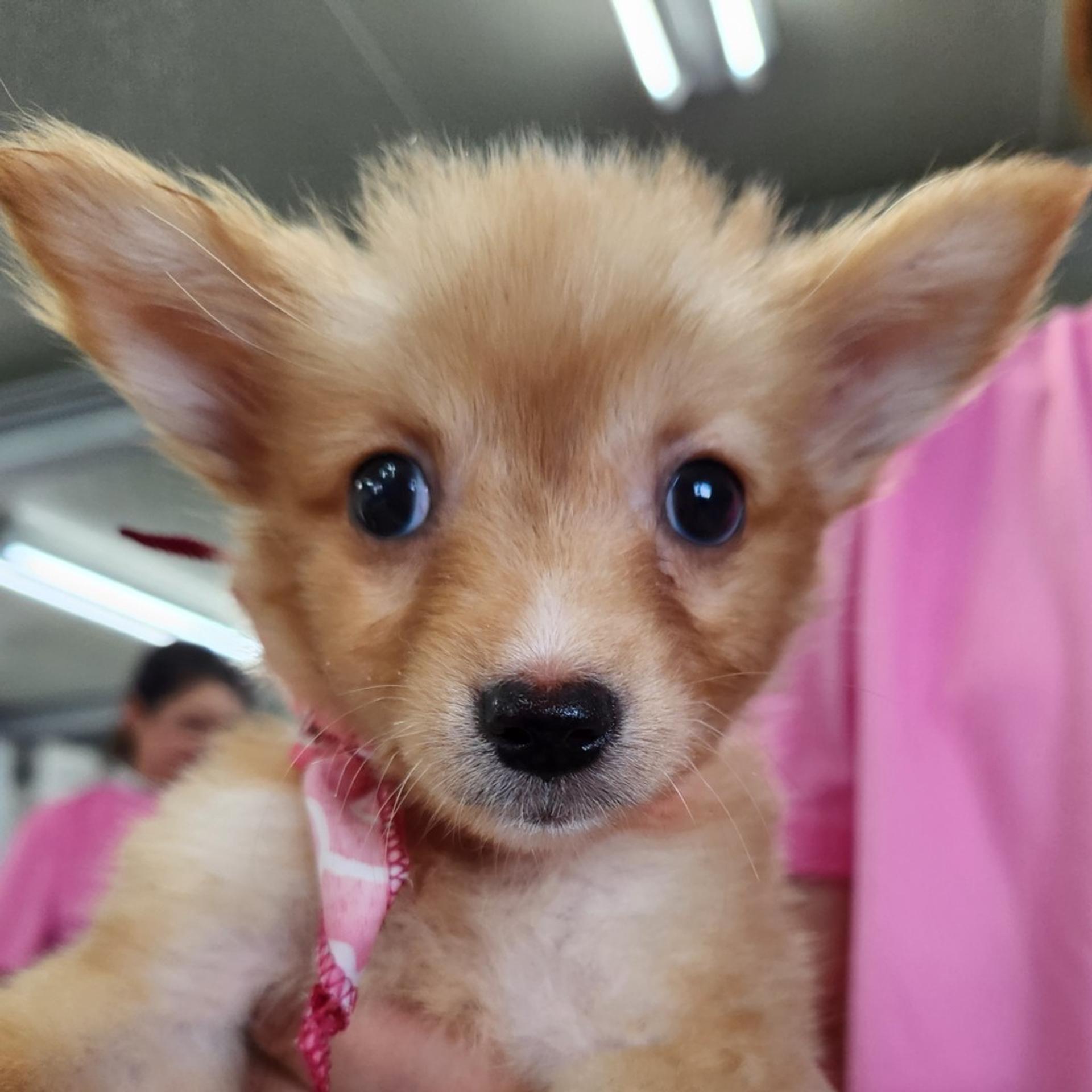 pet-image-3