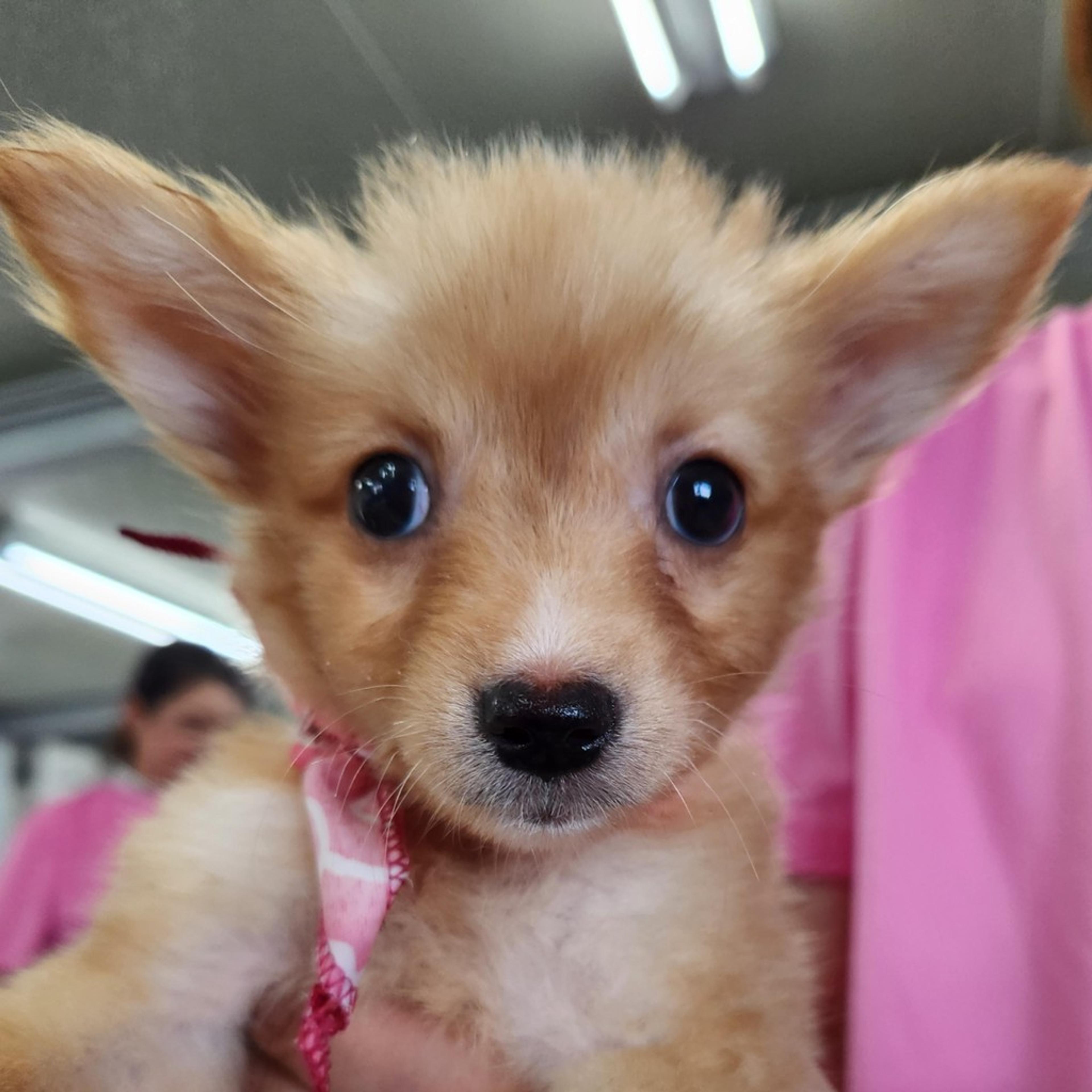 pet-image-3