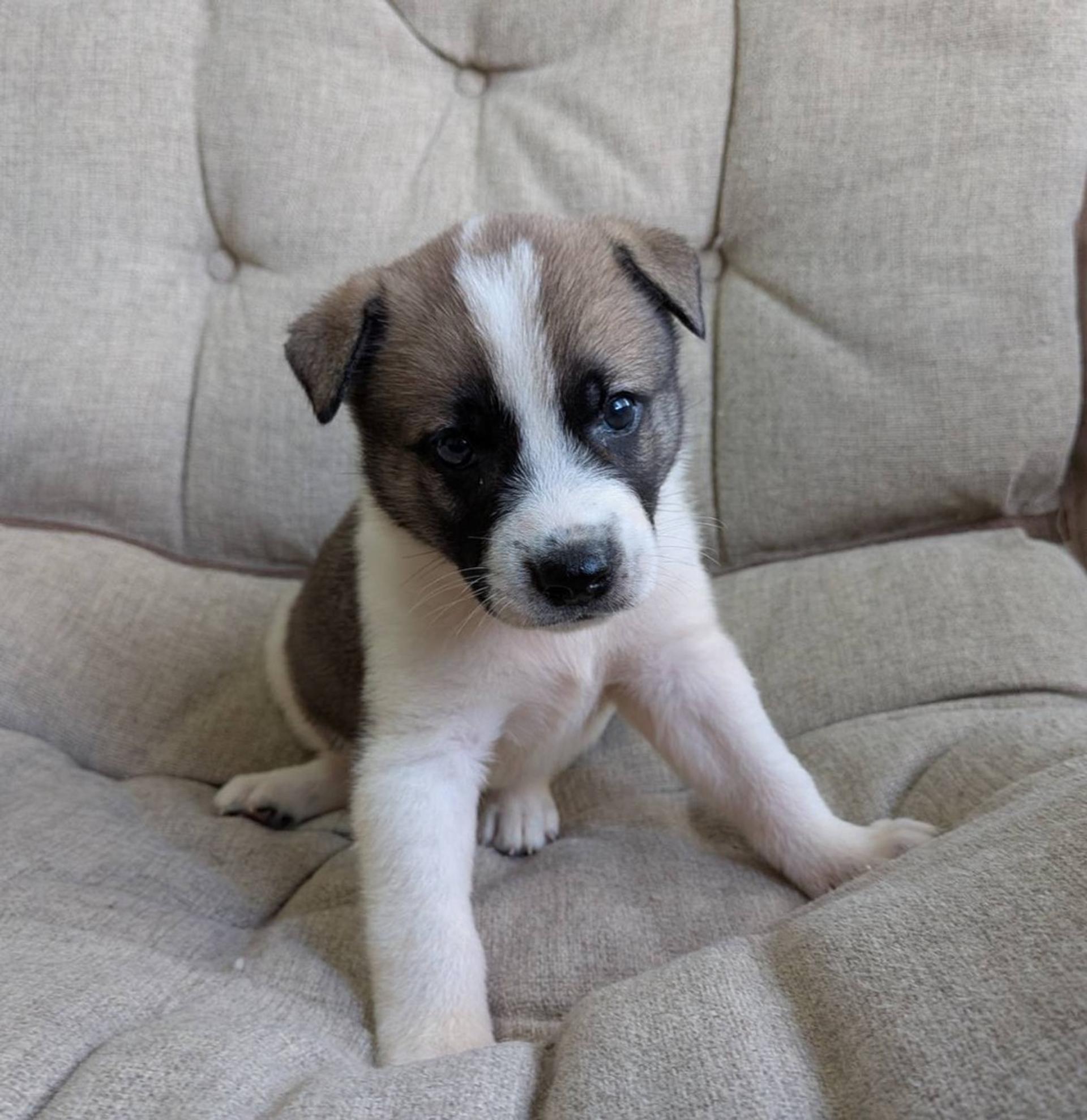pet-image-2