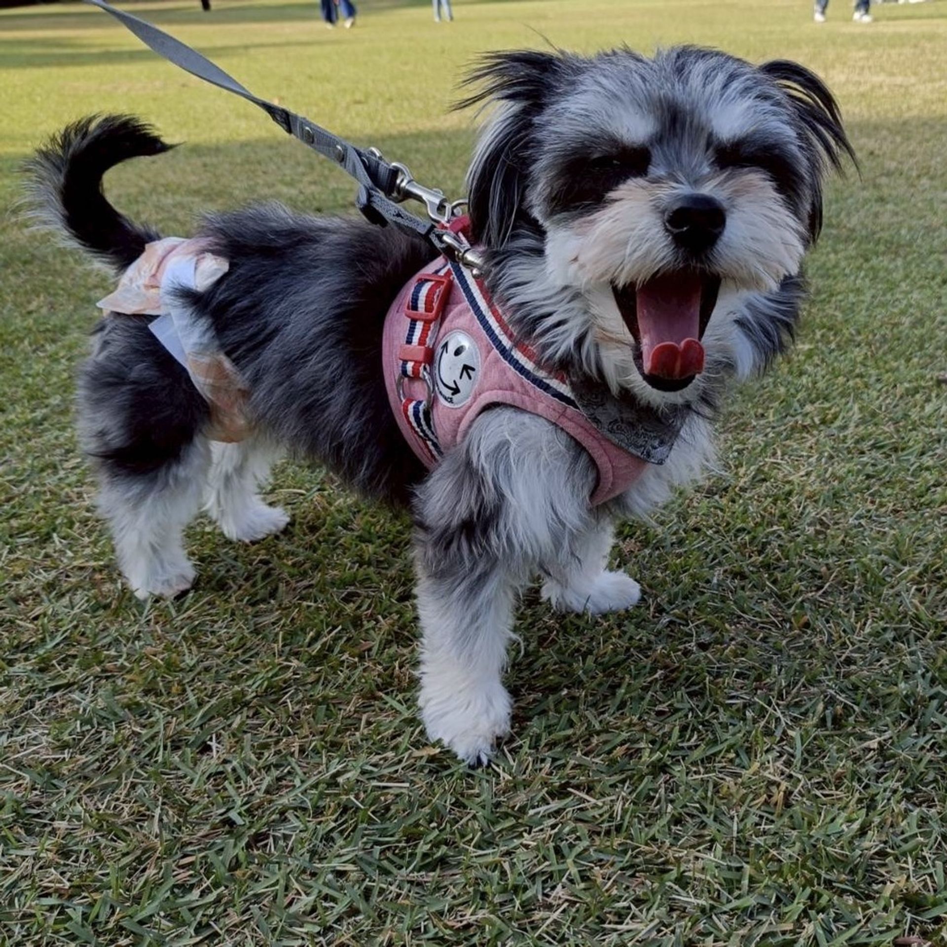 雑種（ミックス犬）・メスの里親募集の写真
