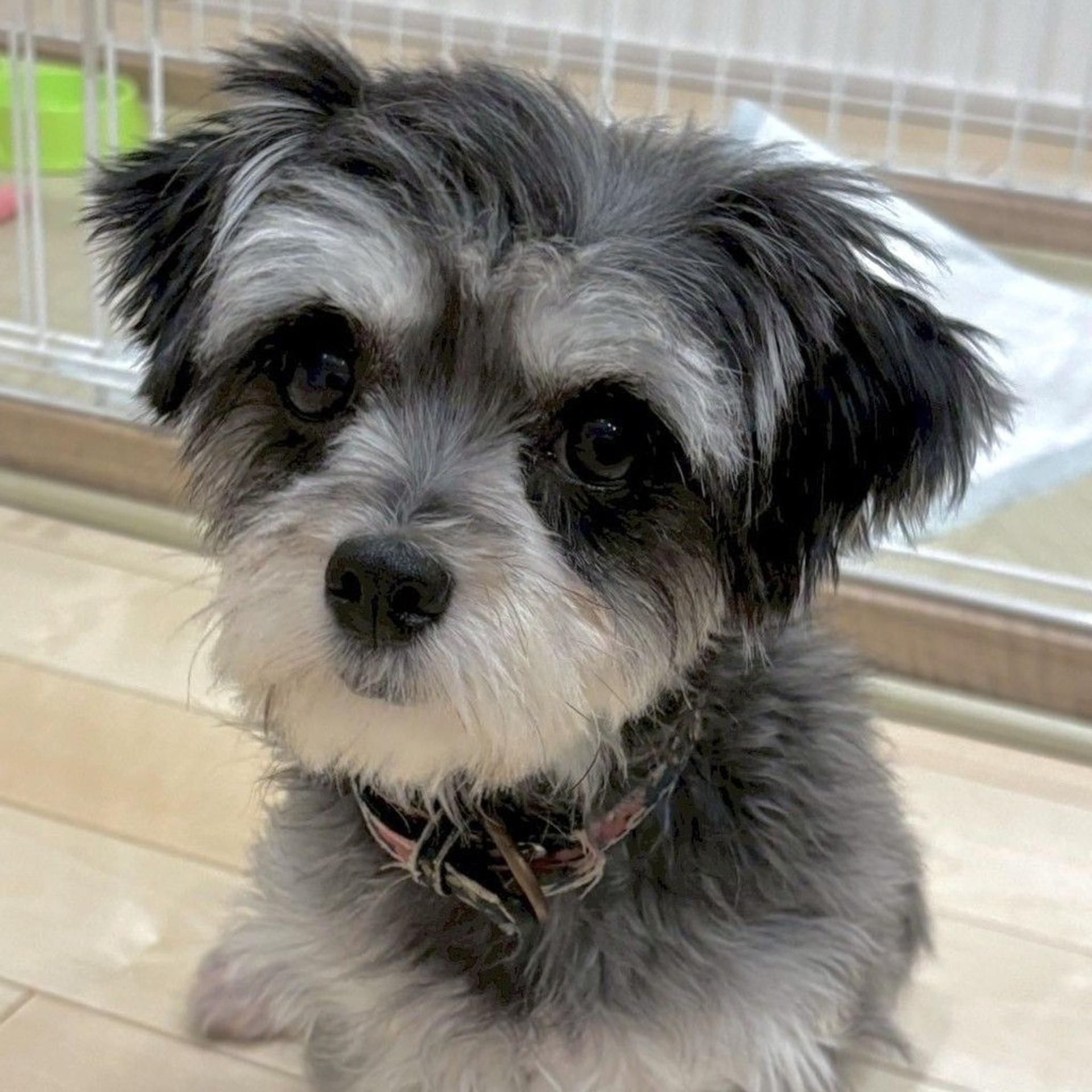 pet-image-5