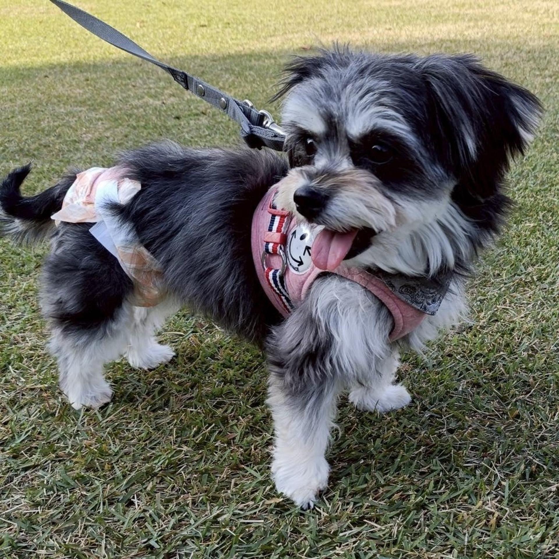 pet-image-8