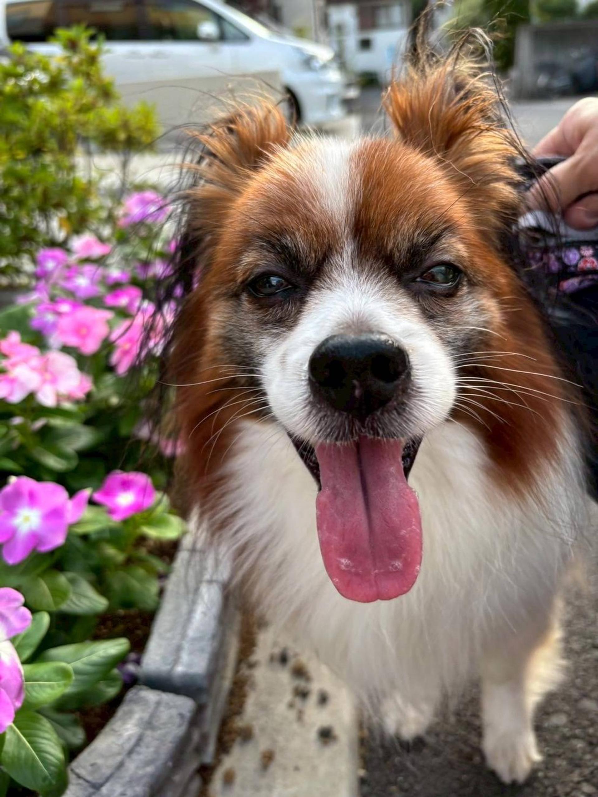pet-image-2