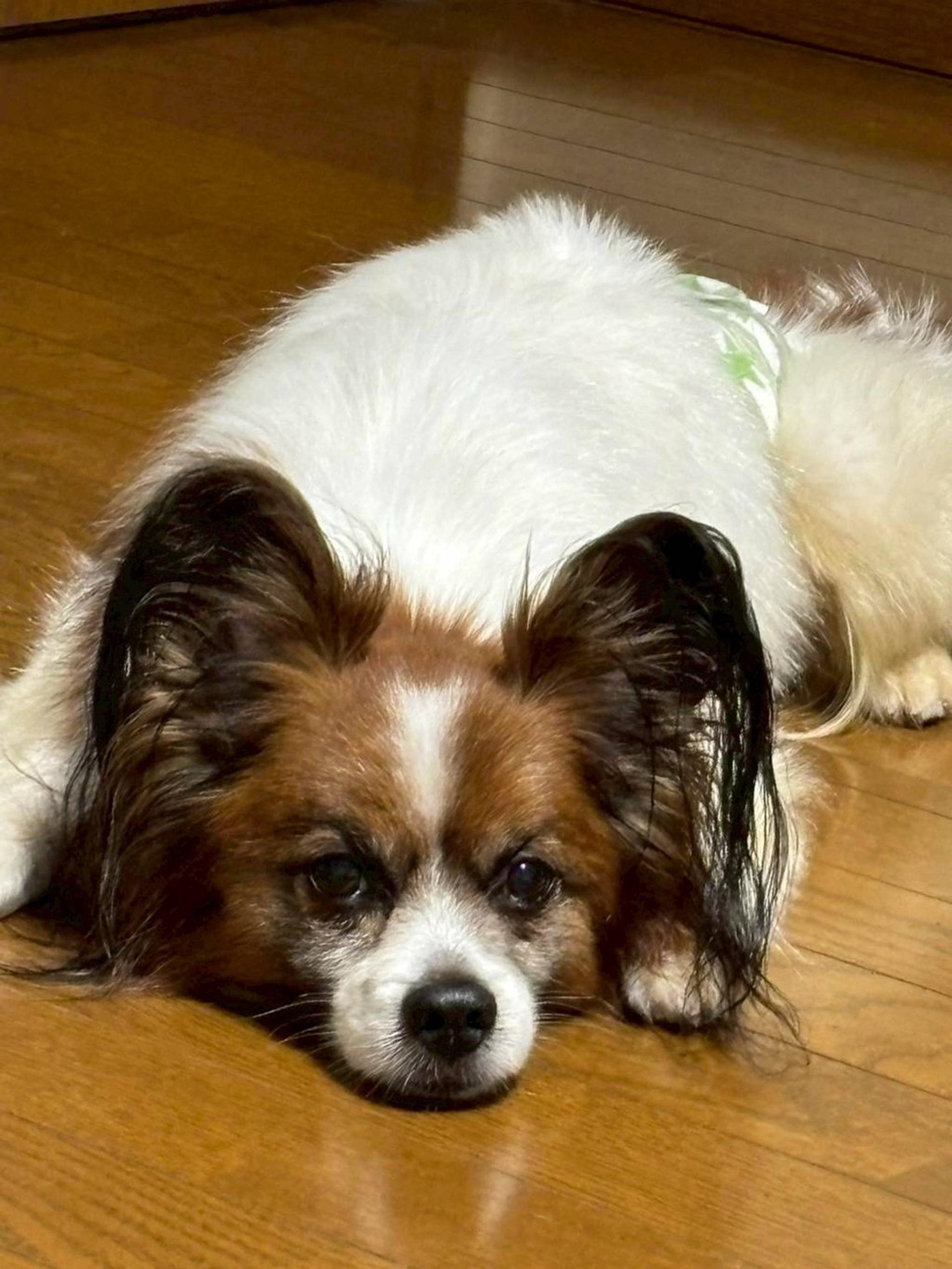 pet-image-4