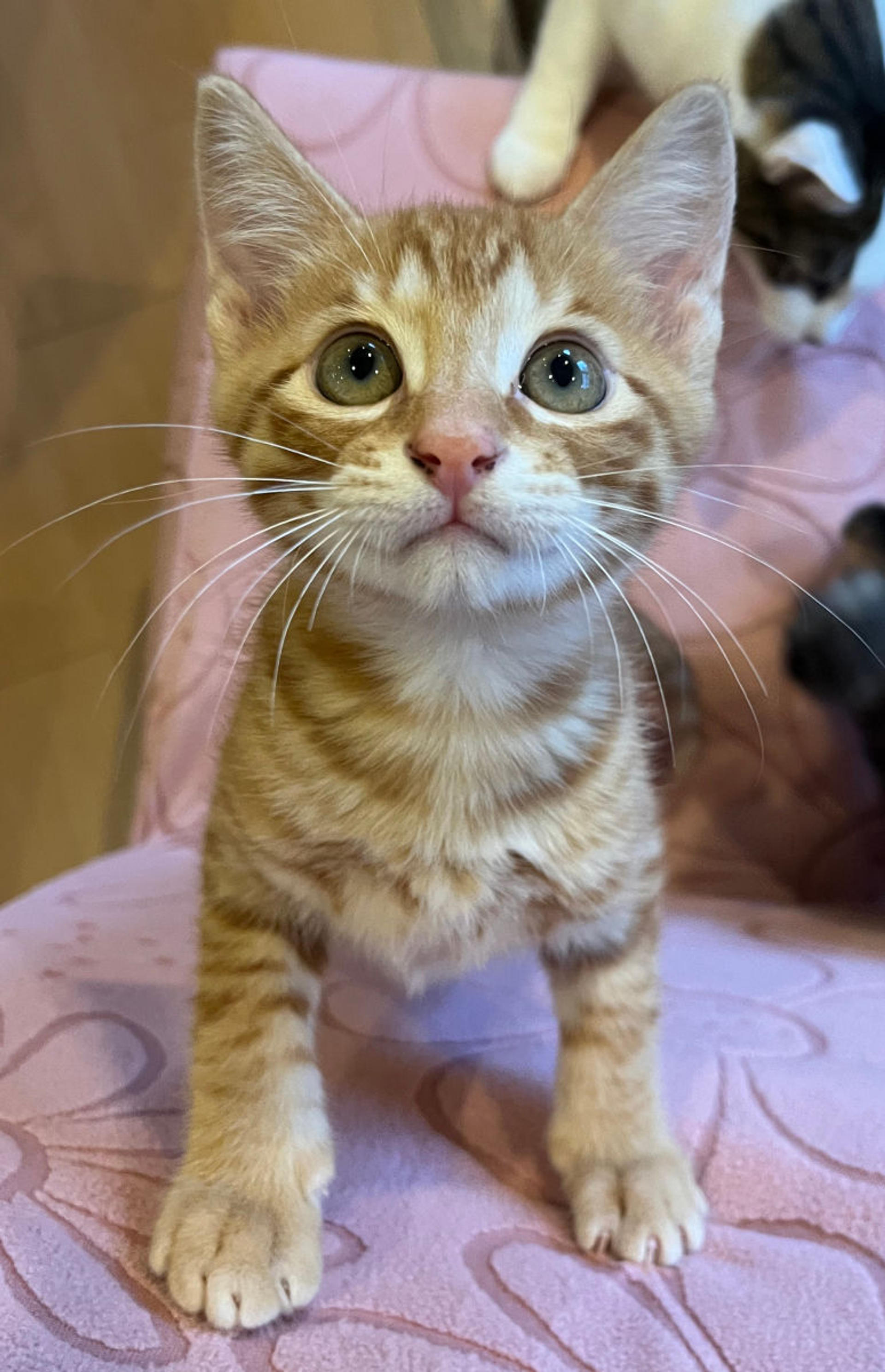 pet-image-2