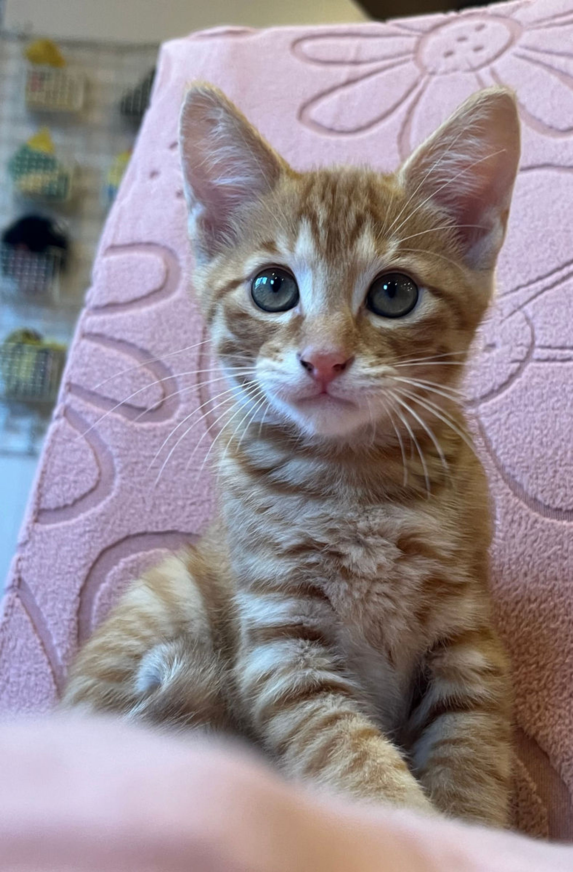 雑種（ミックス猫）・オスの里親募集の写真
