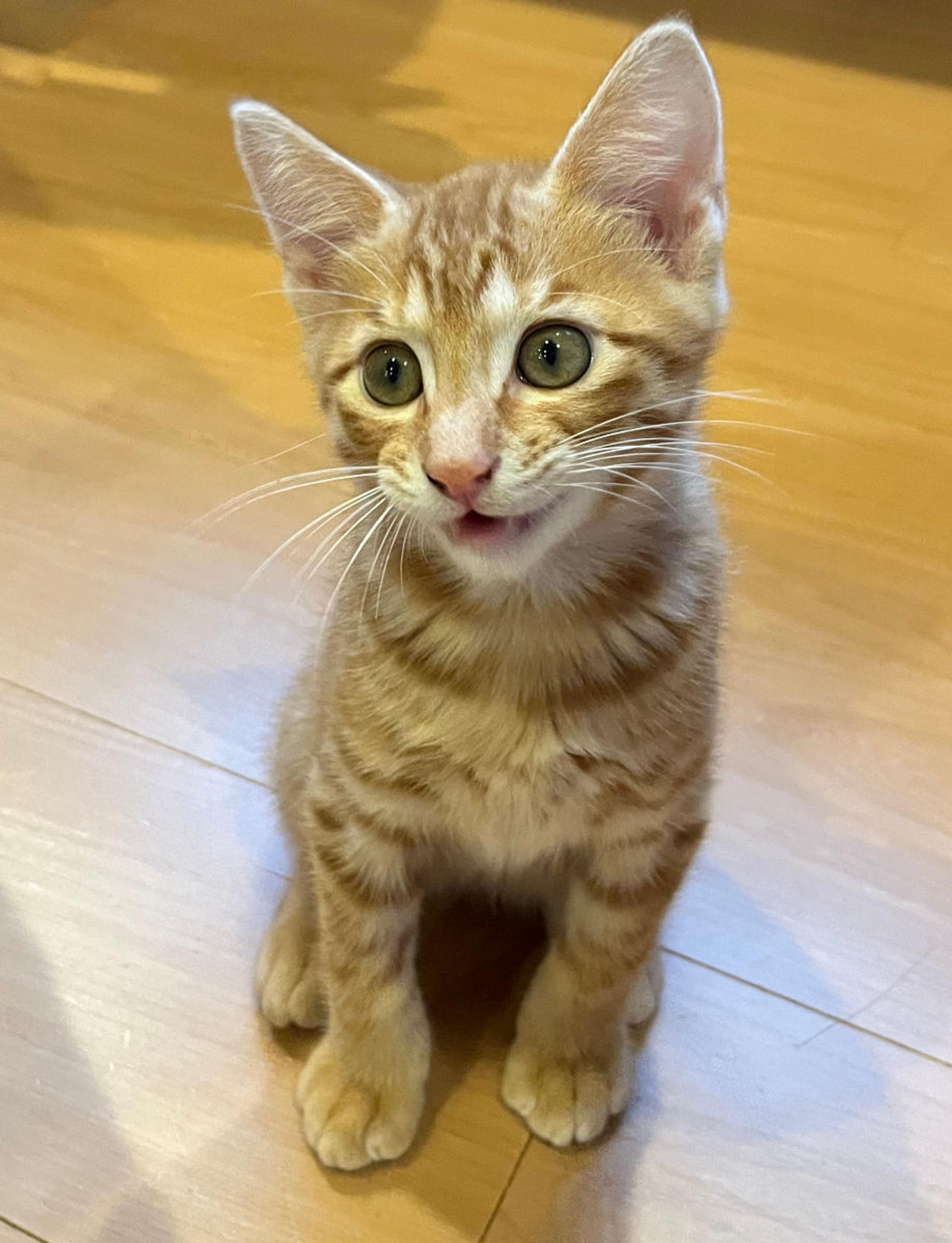 pet-image-3