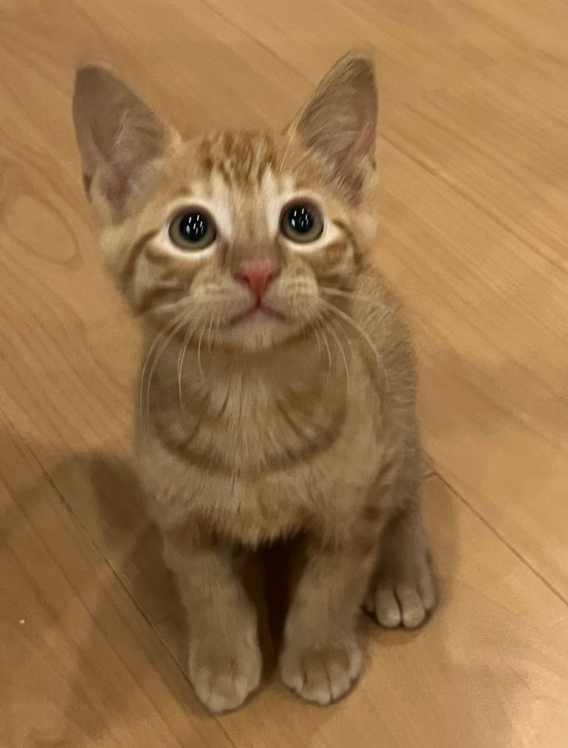 雑種（ミックス猫）・オスの里親募集の写真