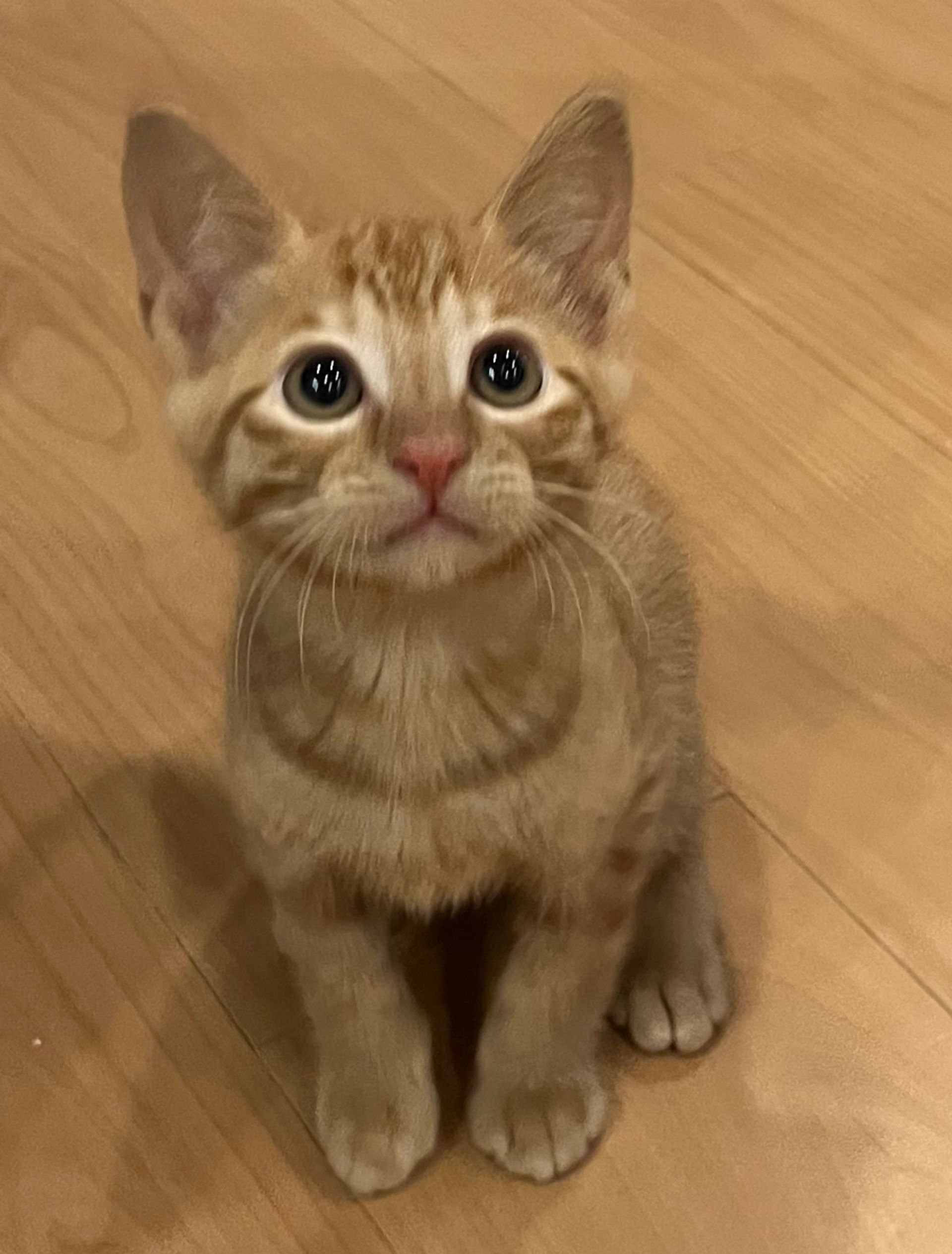 雑種（ミックス猫）・オスの里親募集の写真