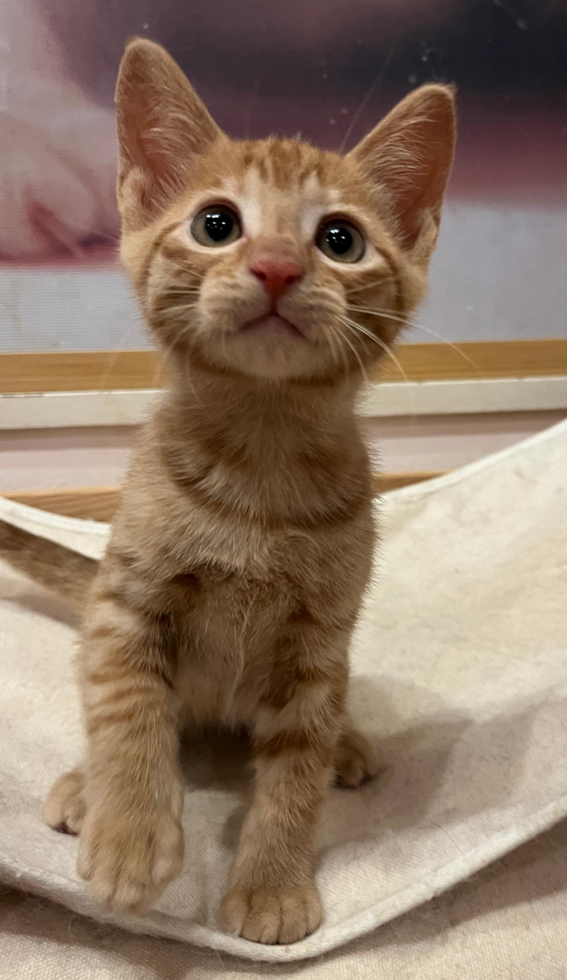 pet-image-4