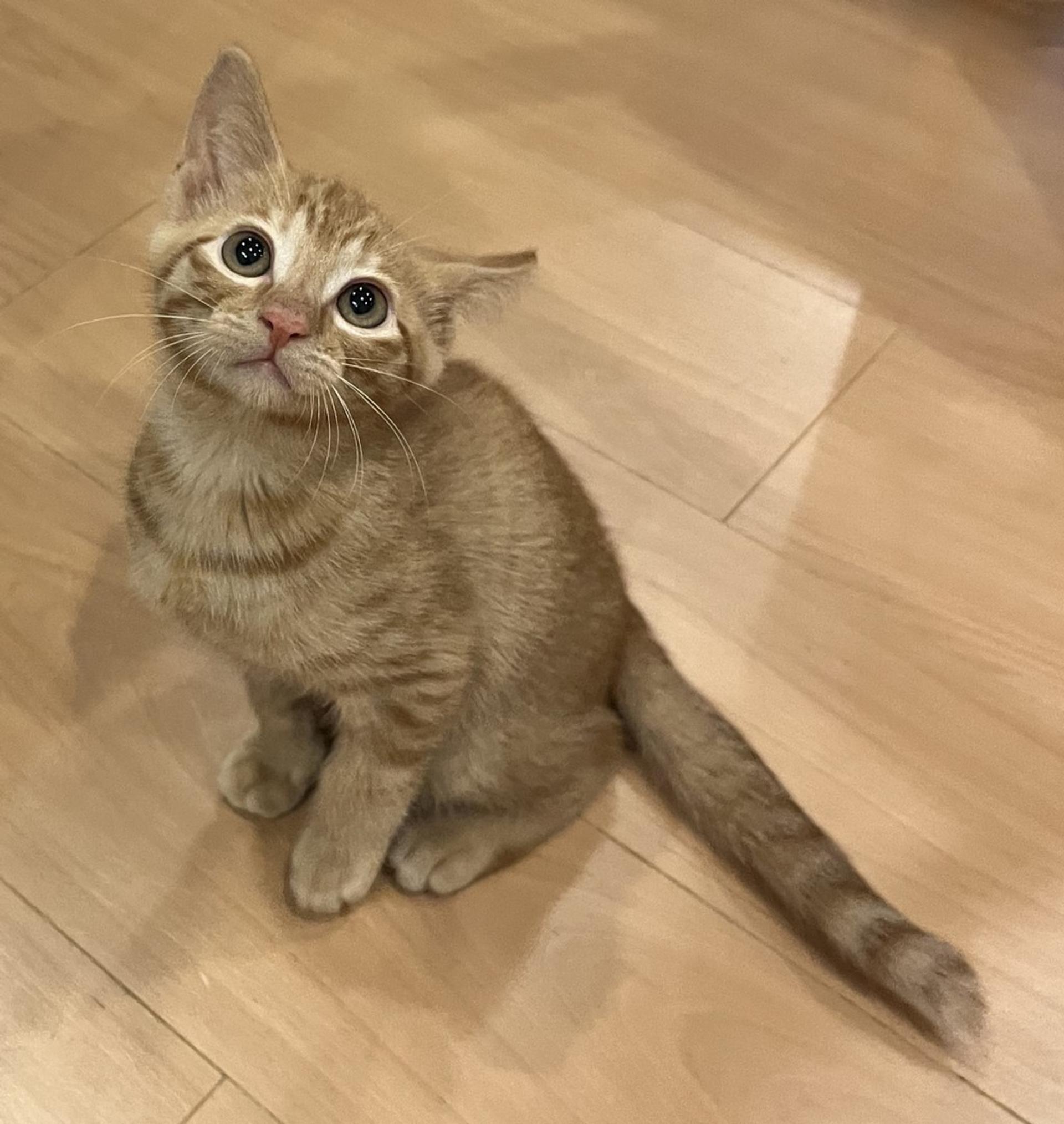 pet-image-5