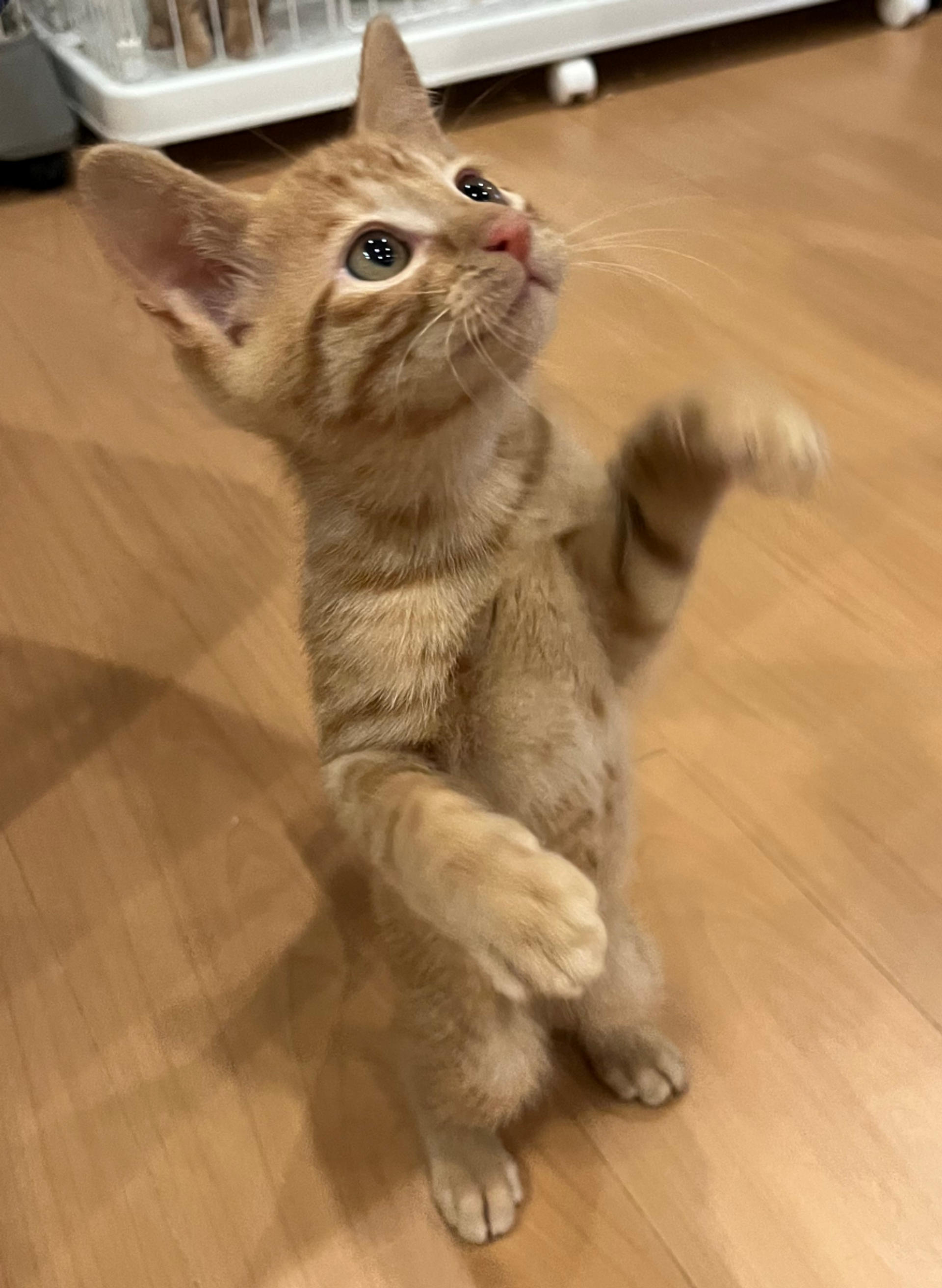 pet-image-3