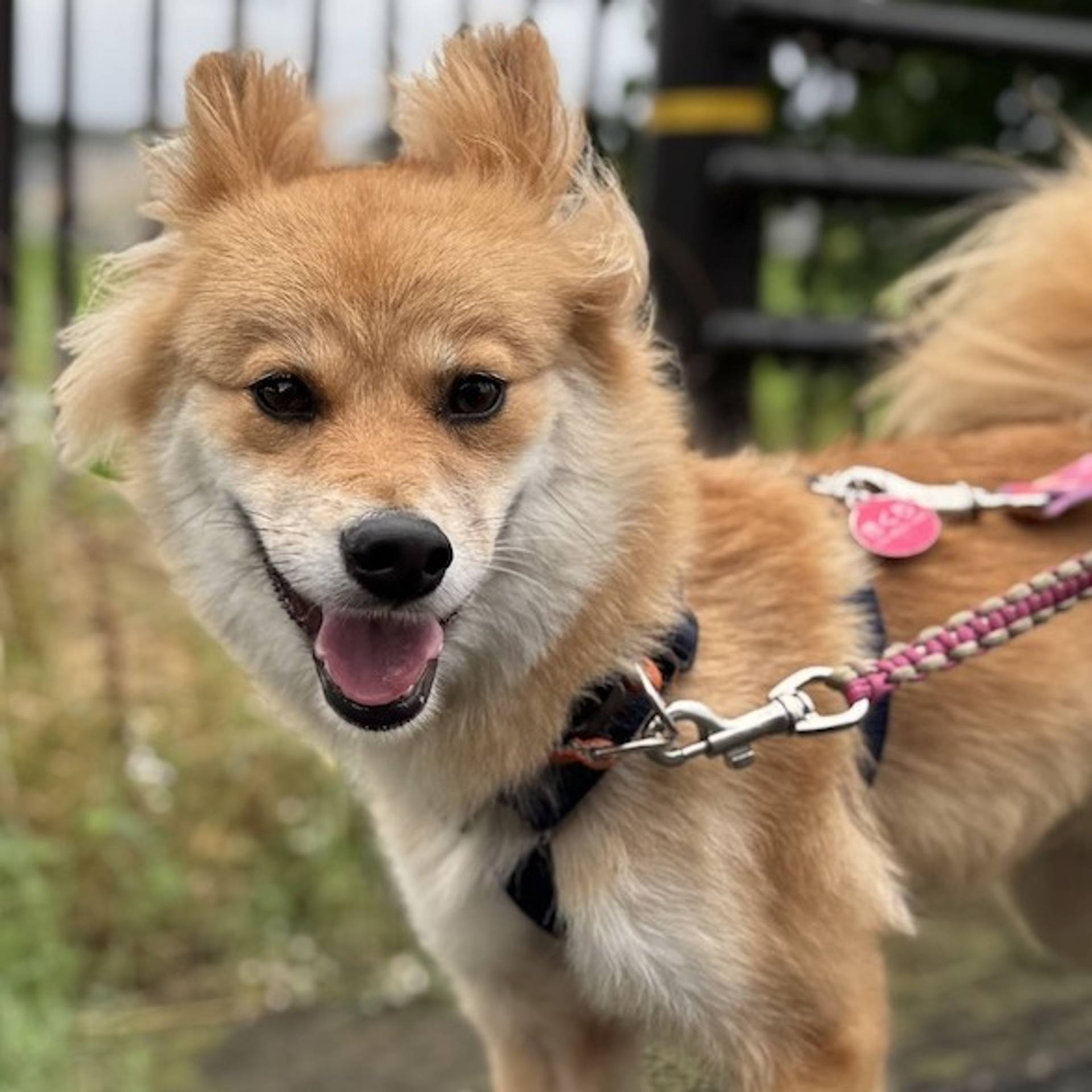 雑種（ミックス犬）・メスの里親募集の写真