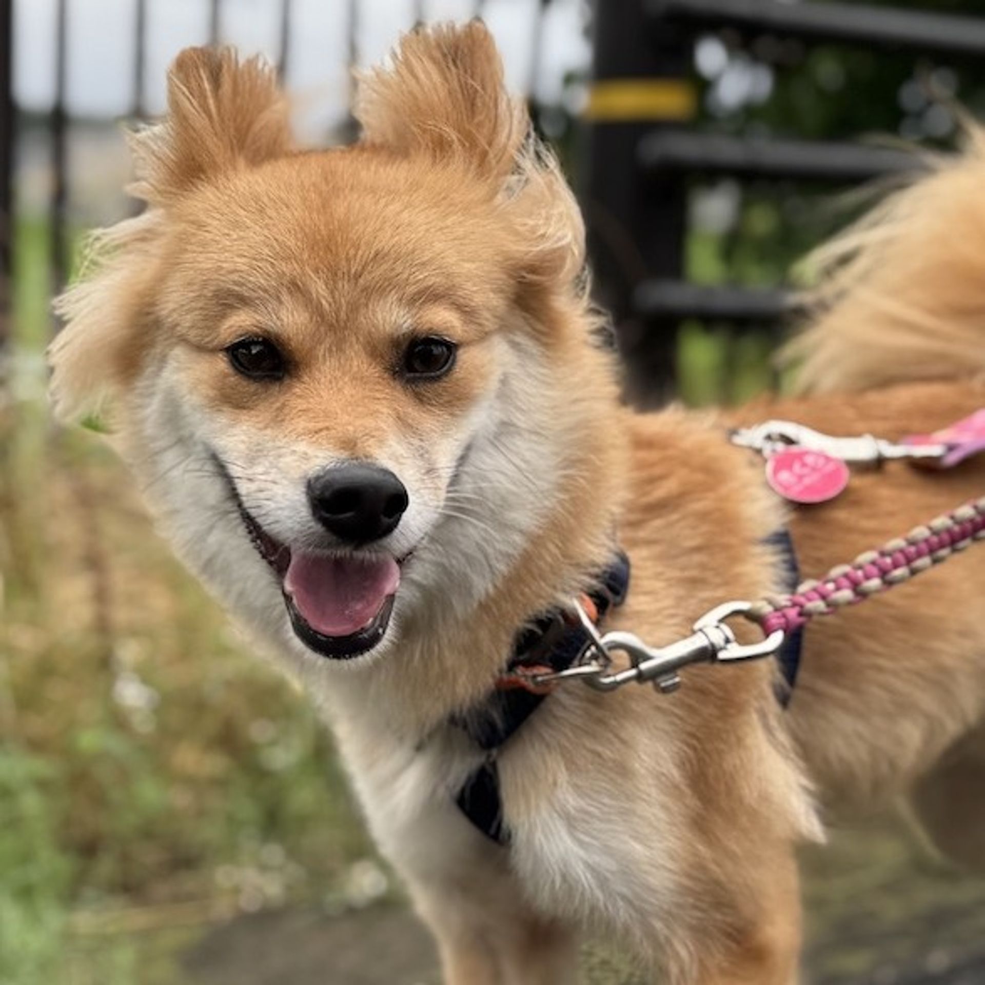 雑種（ミックス犬）・メスの里親募集の写真