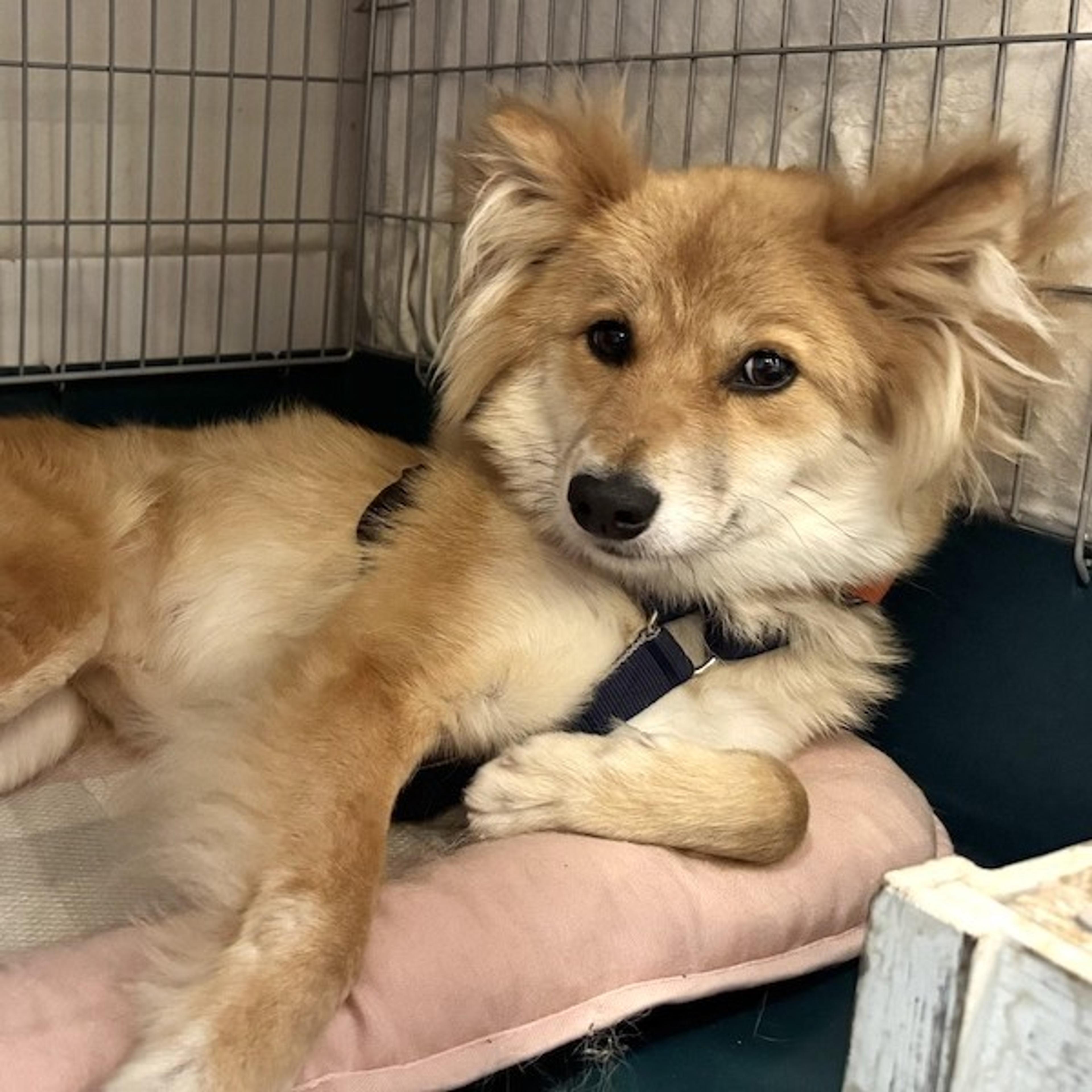 pet-image-4